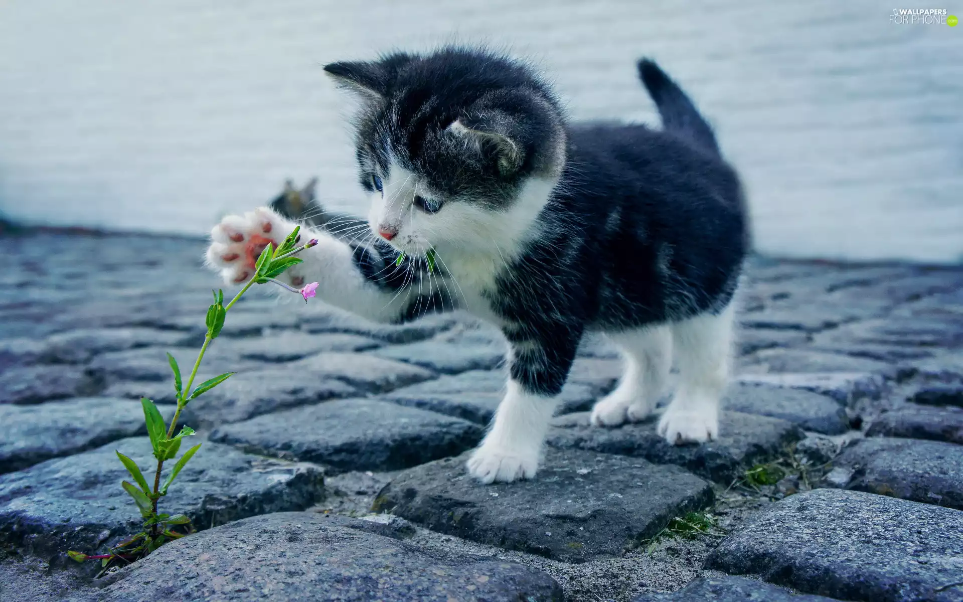 causeway, kitten, Colourfull Flowers
