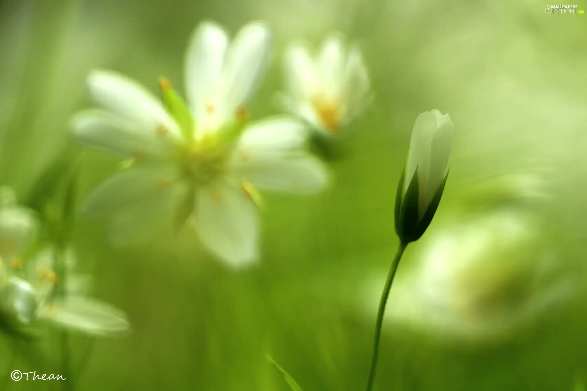 Cerastium, White, Flowers, bud