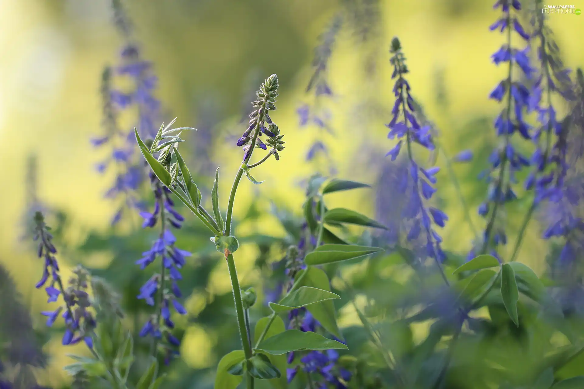 Flowers, purple, change