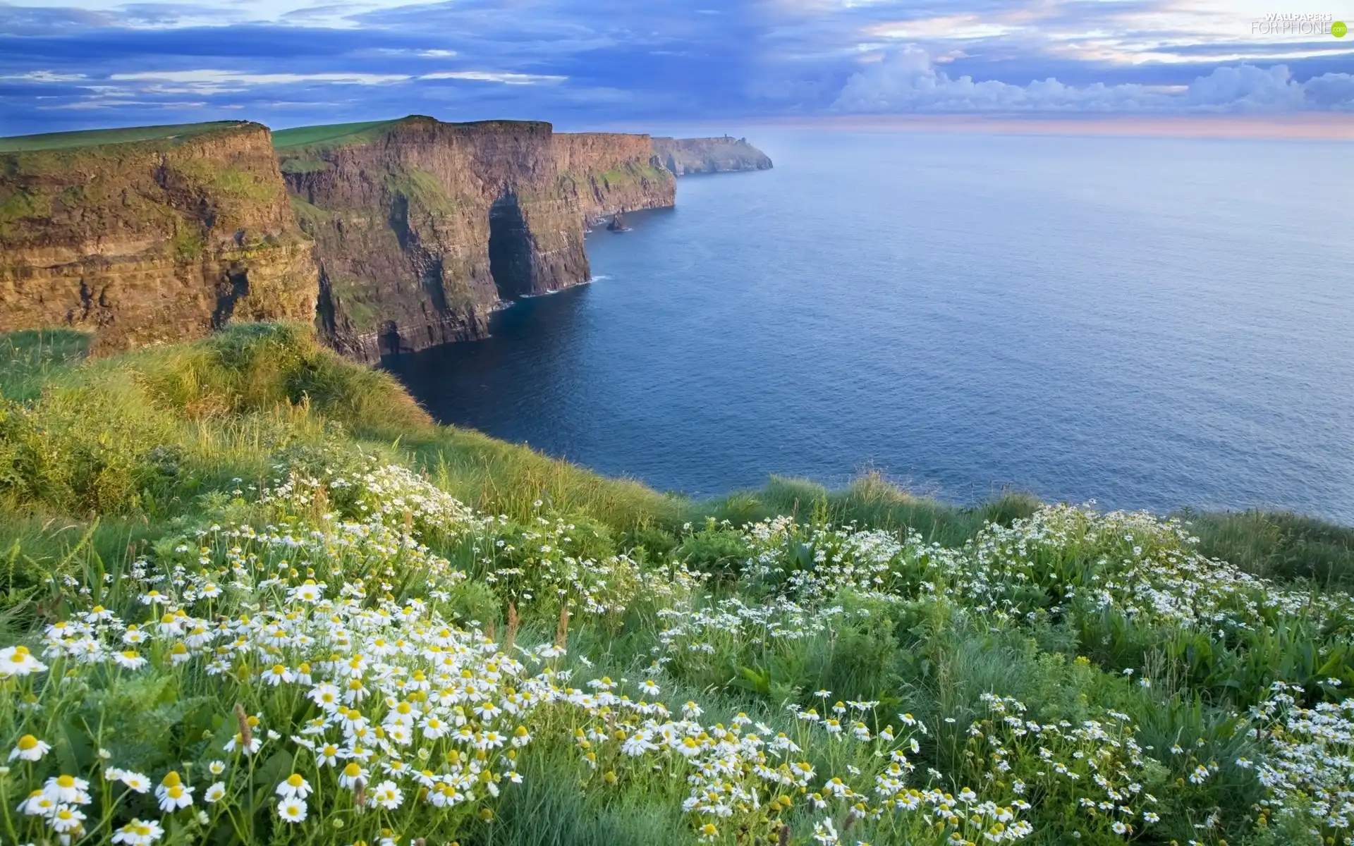 Flowers, Coast, Cliffs