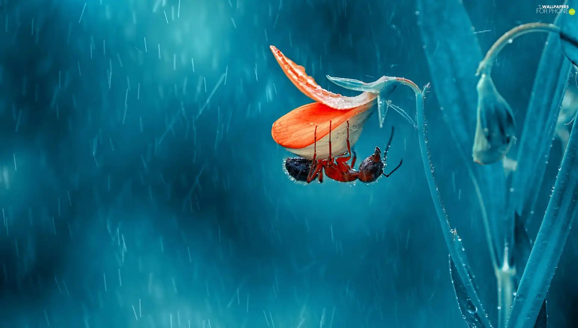 Colourfull Flowers, Close, Rain, ant