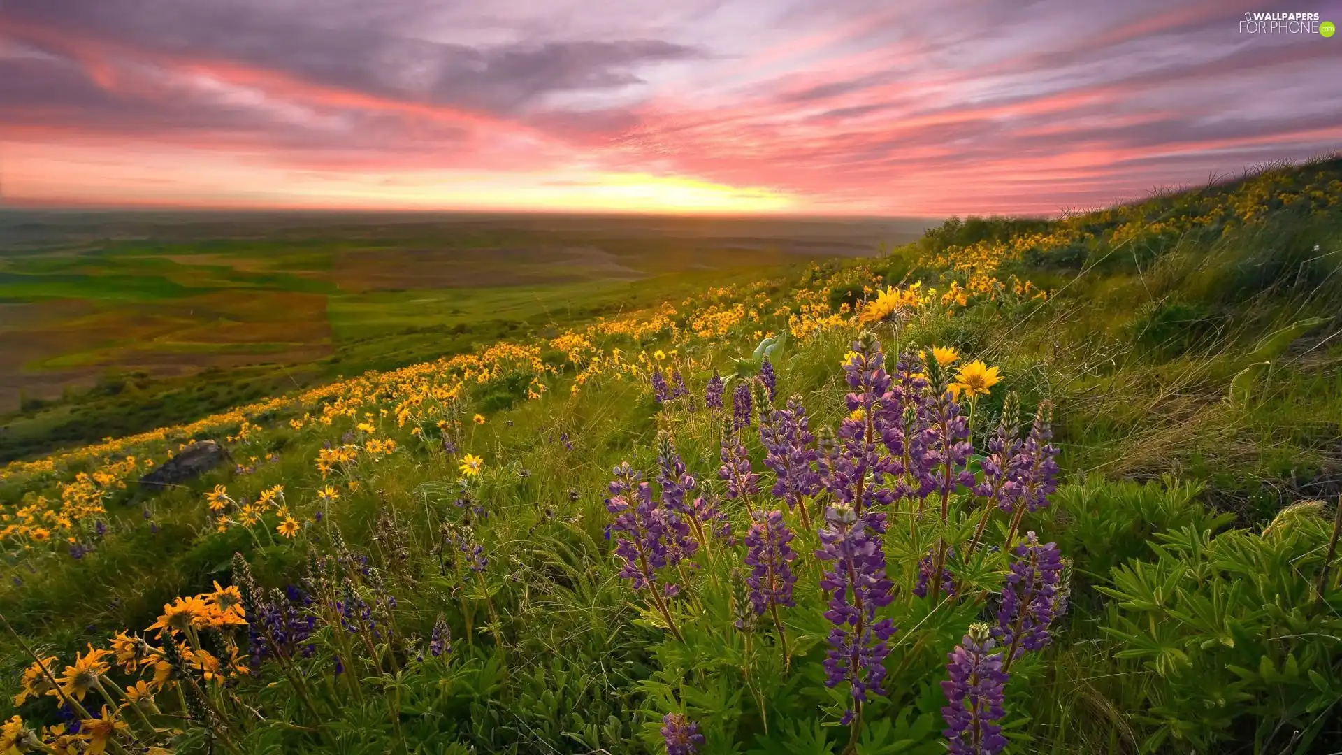 Flowers, Meadow, clouds