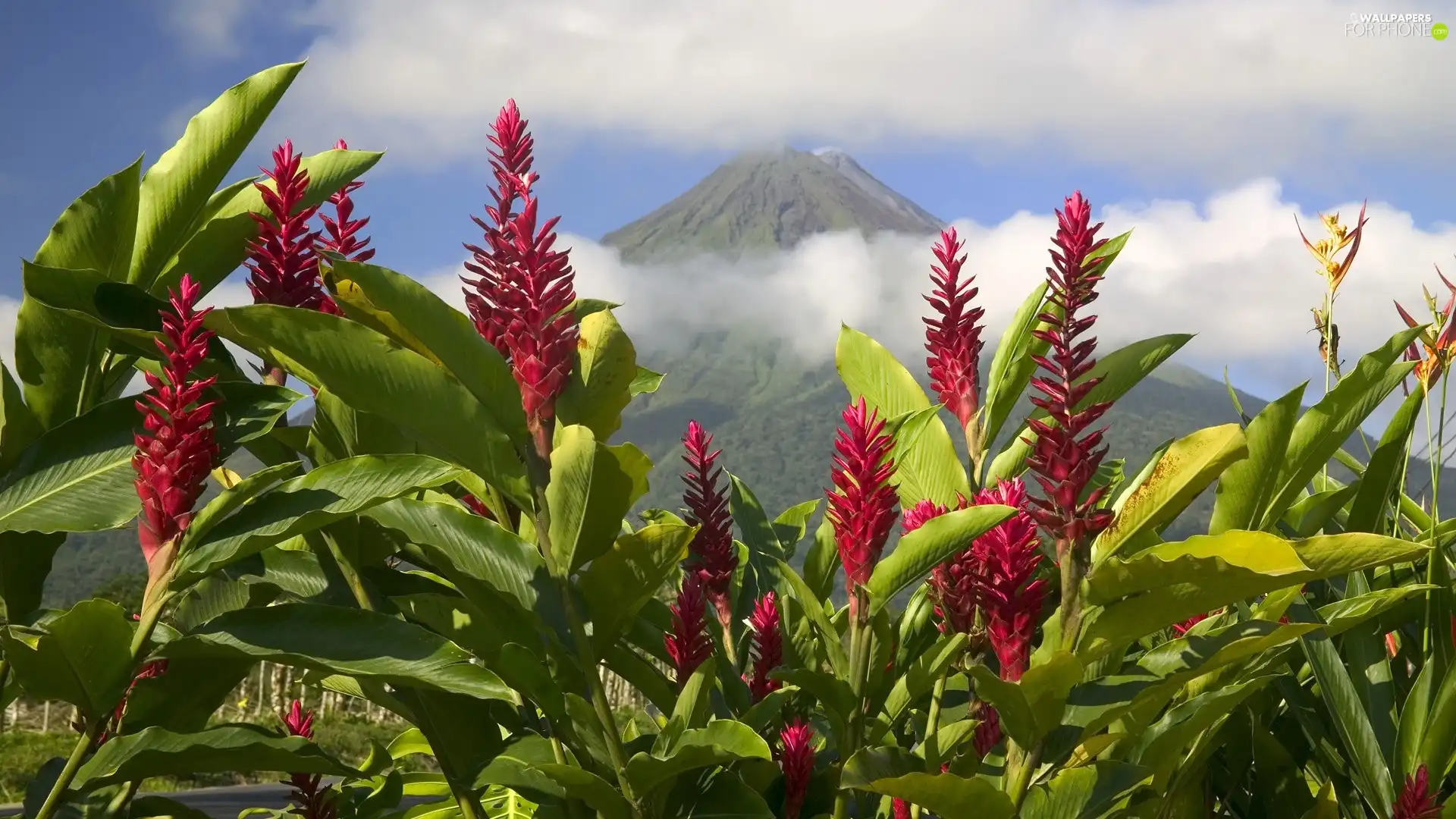 Flowers, mountains, clouds