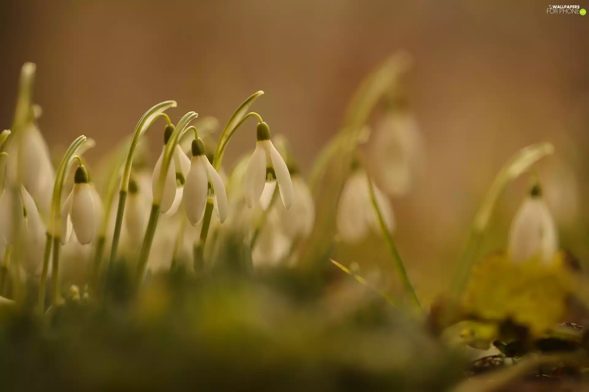 cluster, White, snowdrops, Flowers