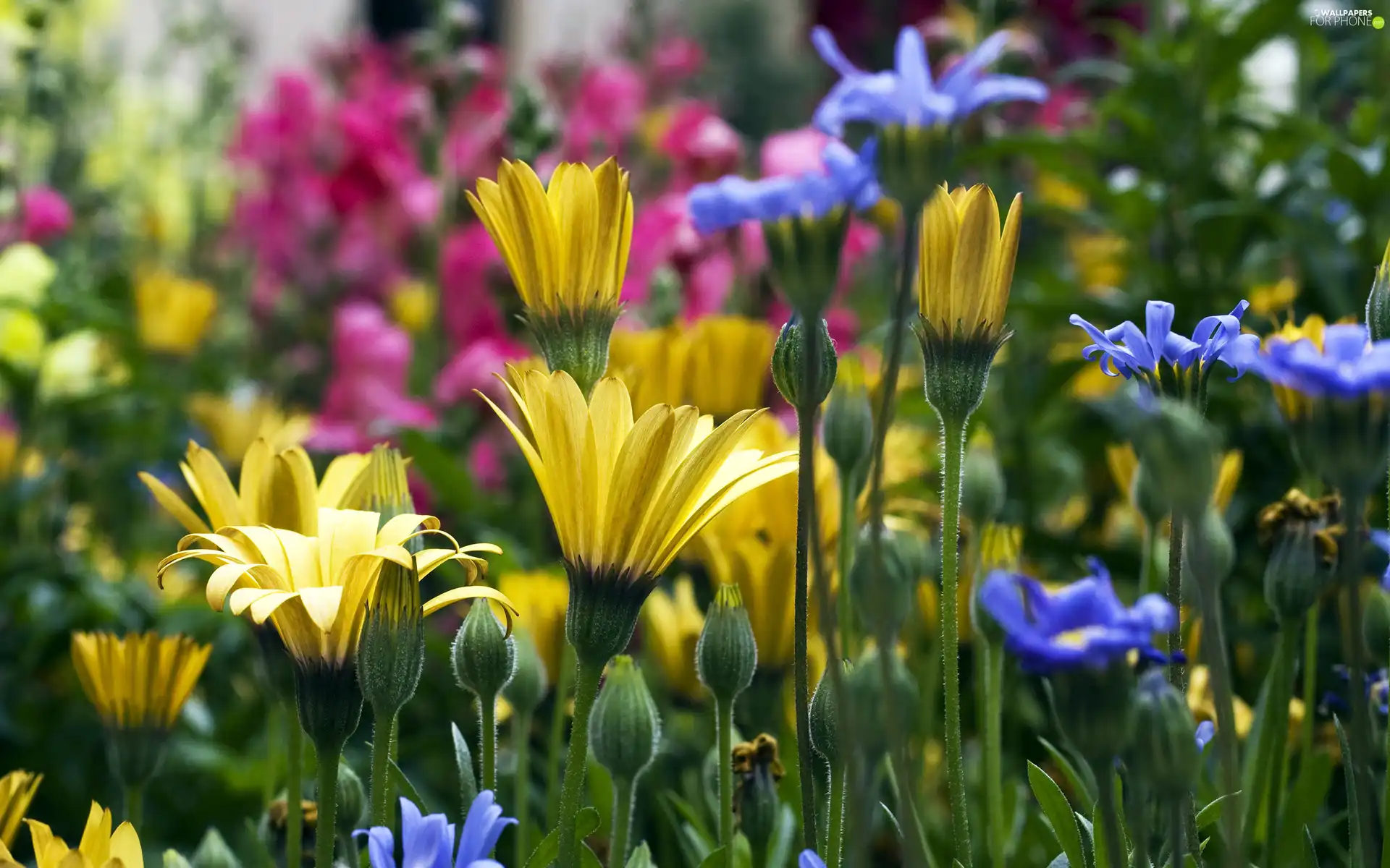 color, flowers