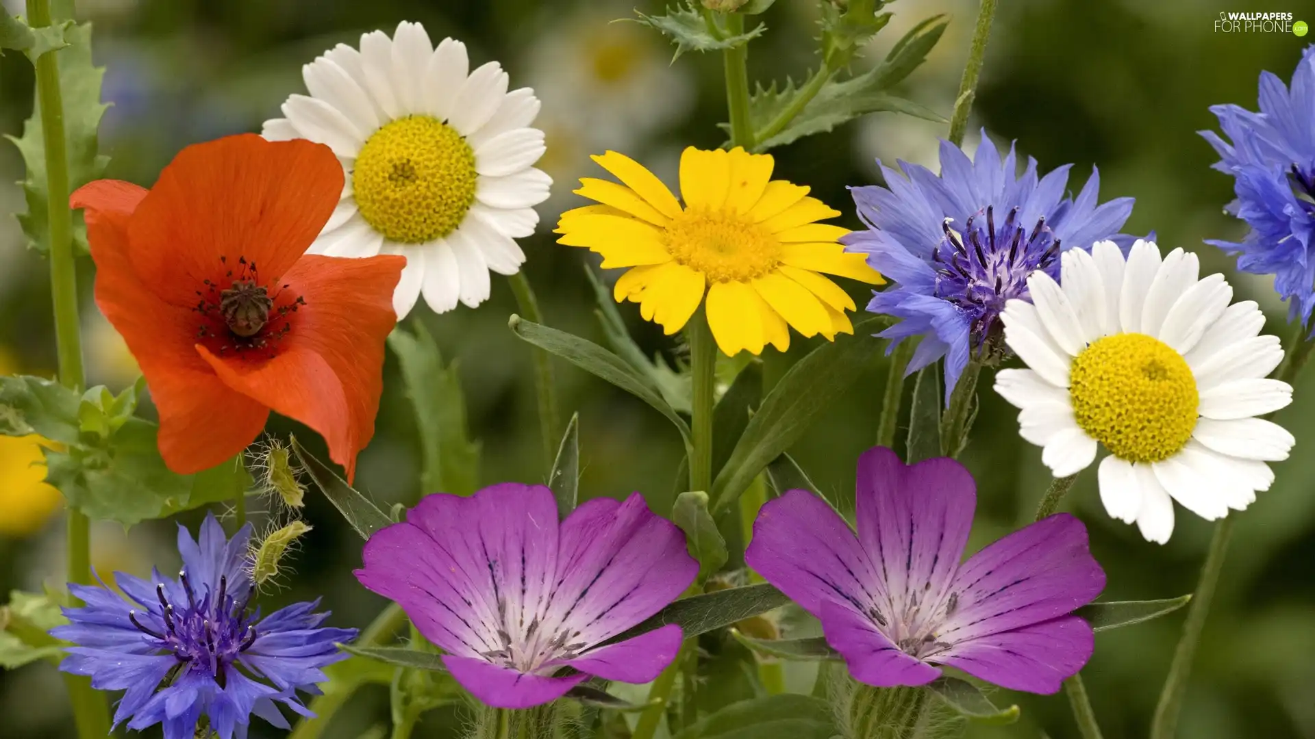 color, Flowers