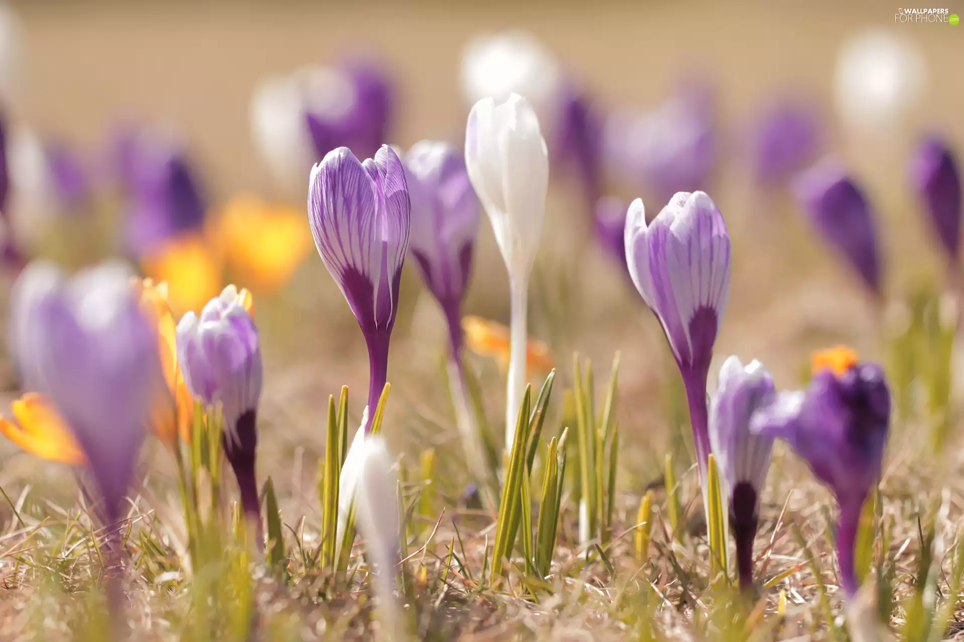 Flowers, crocuses, color