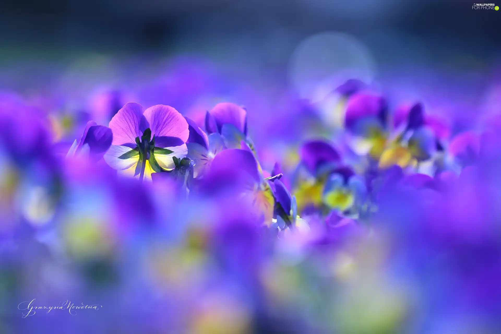 Flowers, pansies, color