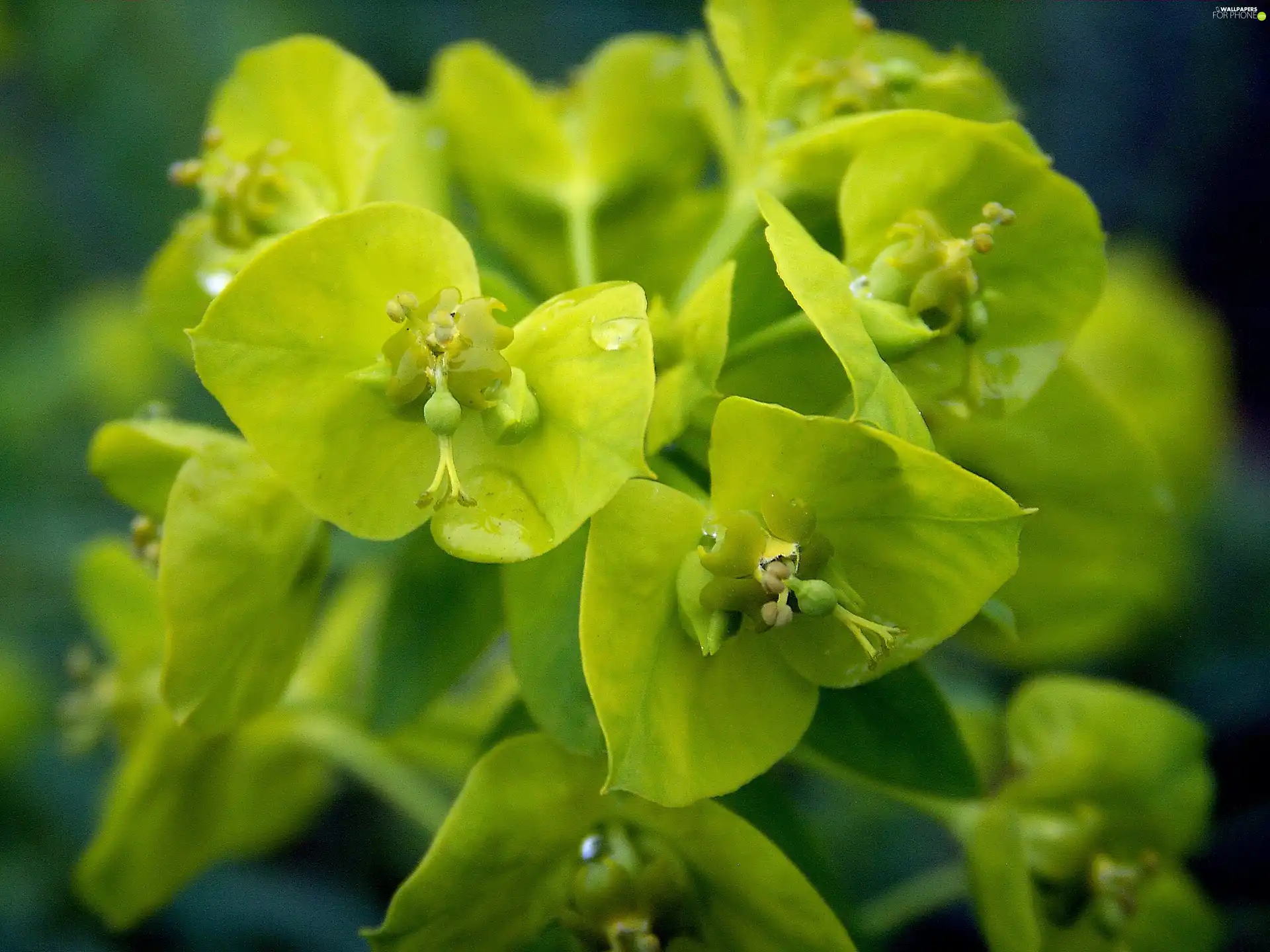 blooming, Colourfull Flowers