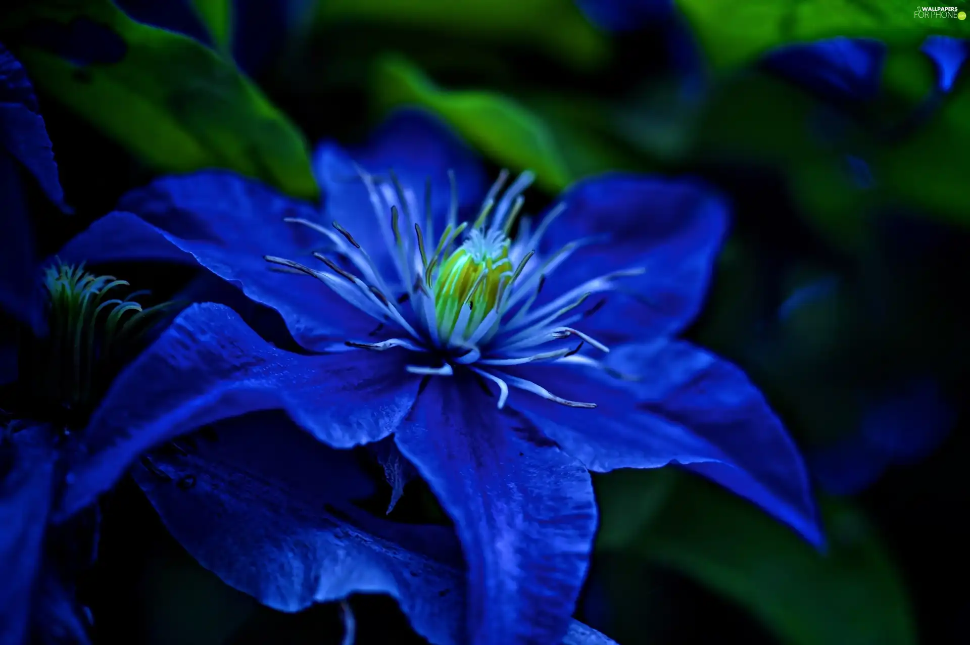 blue, Colourfull Flowers