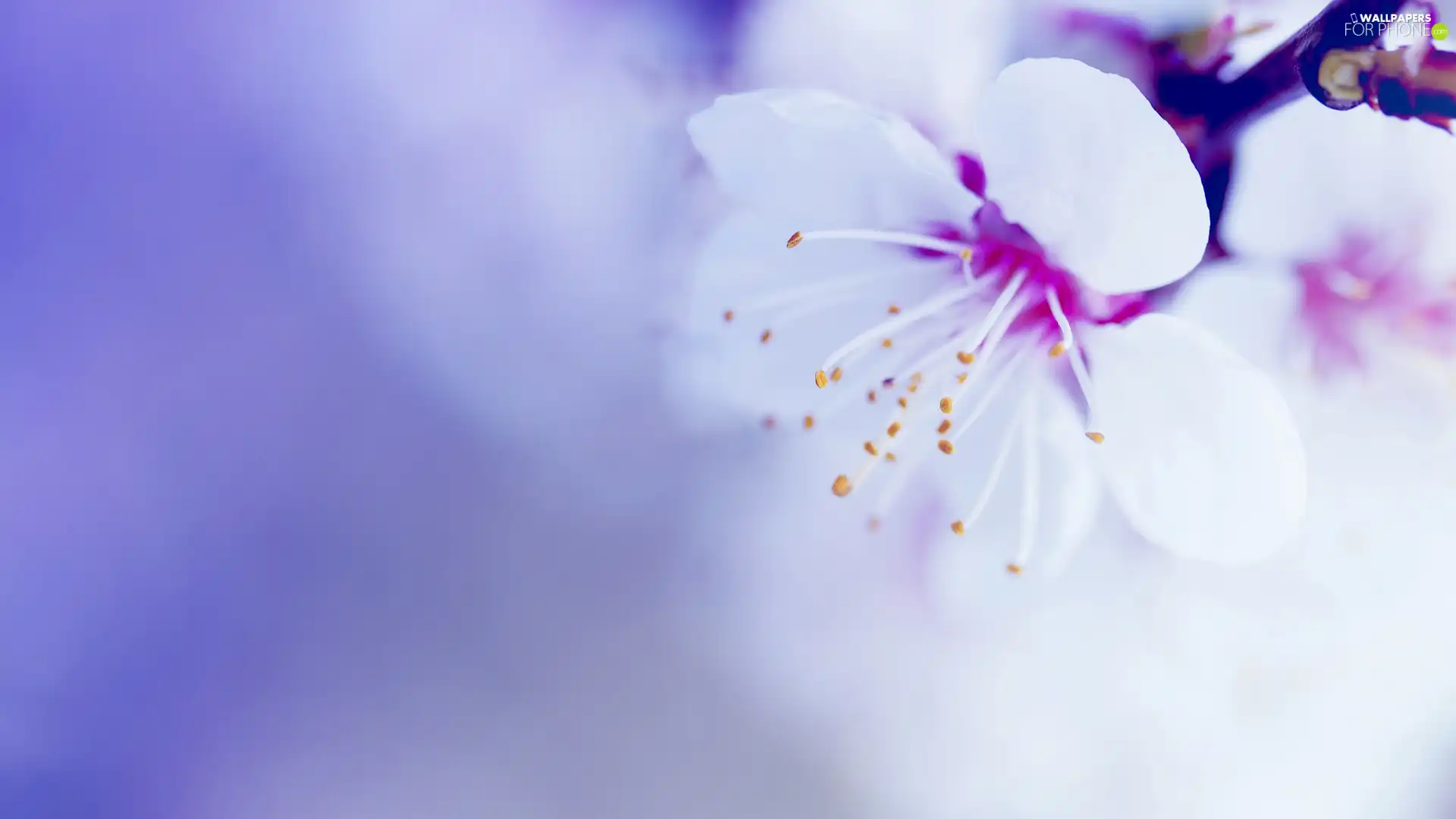 branch, Colourfull Flowers