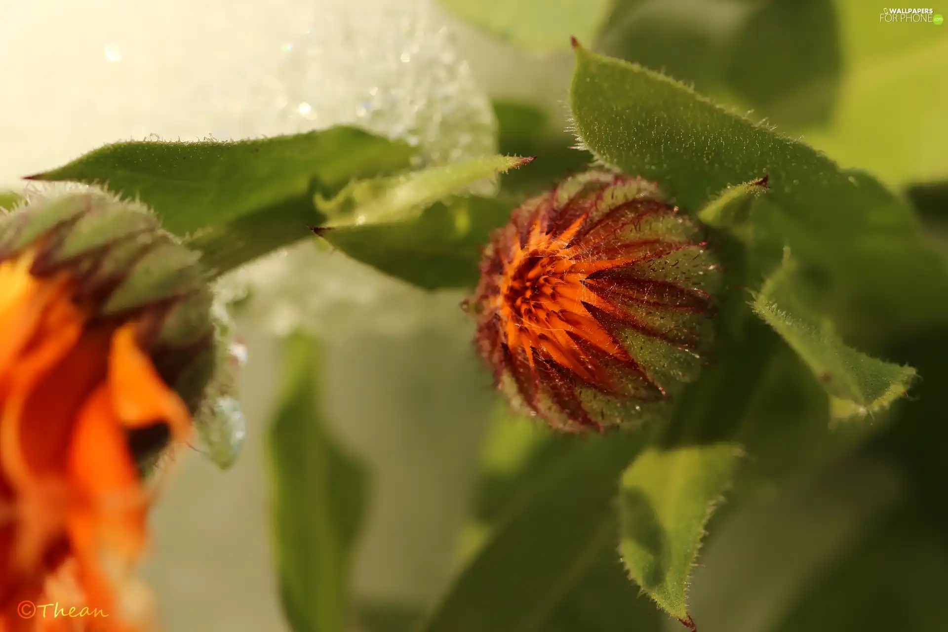 bud, Colourfull Flowers