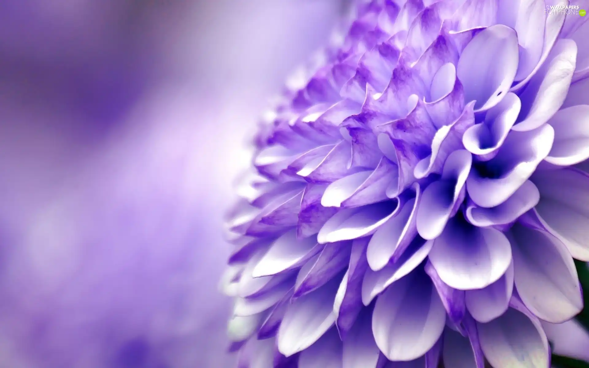 chrysanthemum, Colourfull Flowers