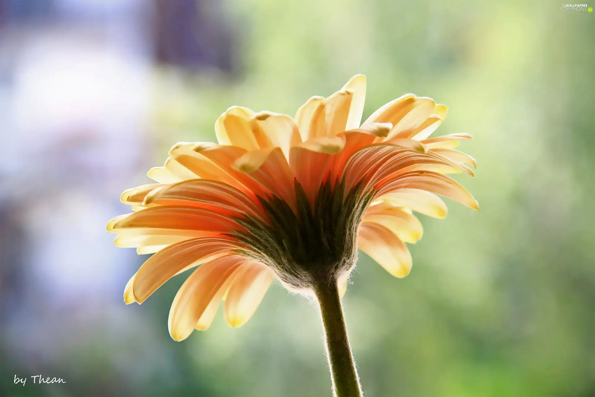 Gerber, Colourfull Flowers