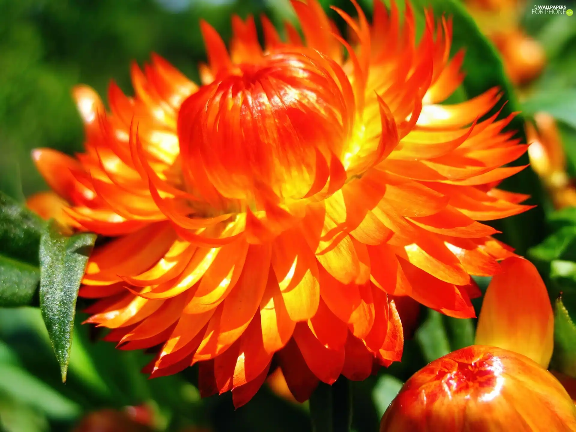 Orange, Colourfull Flowers