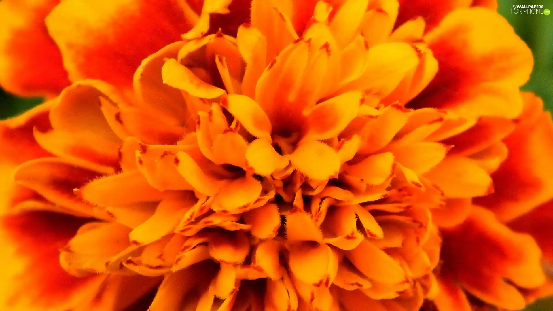 Orange, Colourfull Flowers