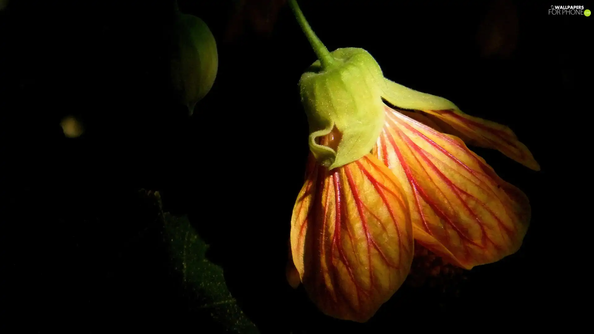 Orange, Colourfull Flowers