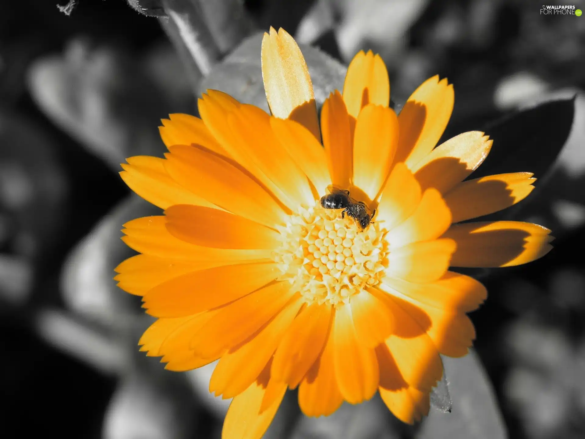 Marigold Medical, Orange, Colourfull Flowers