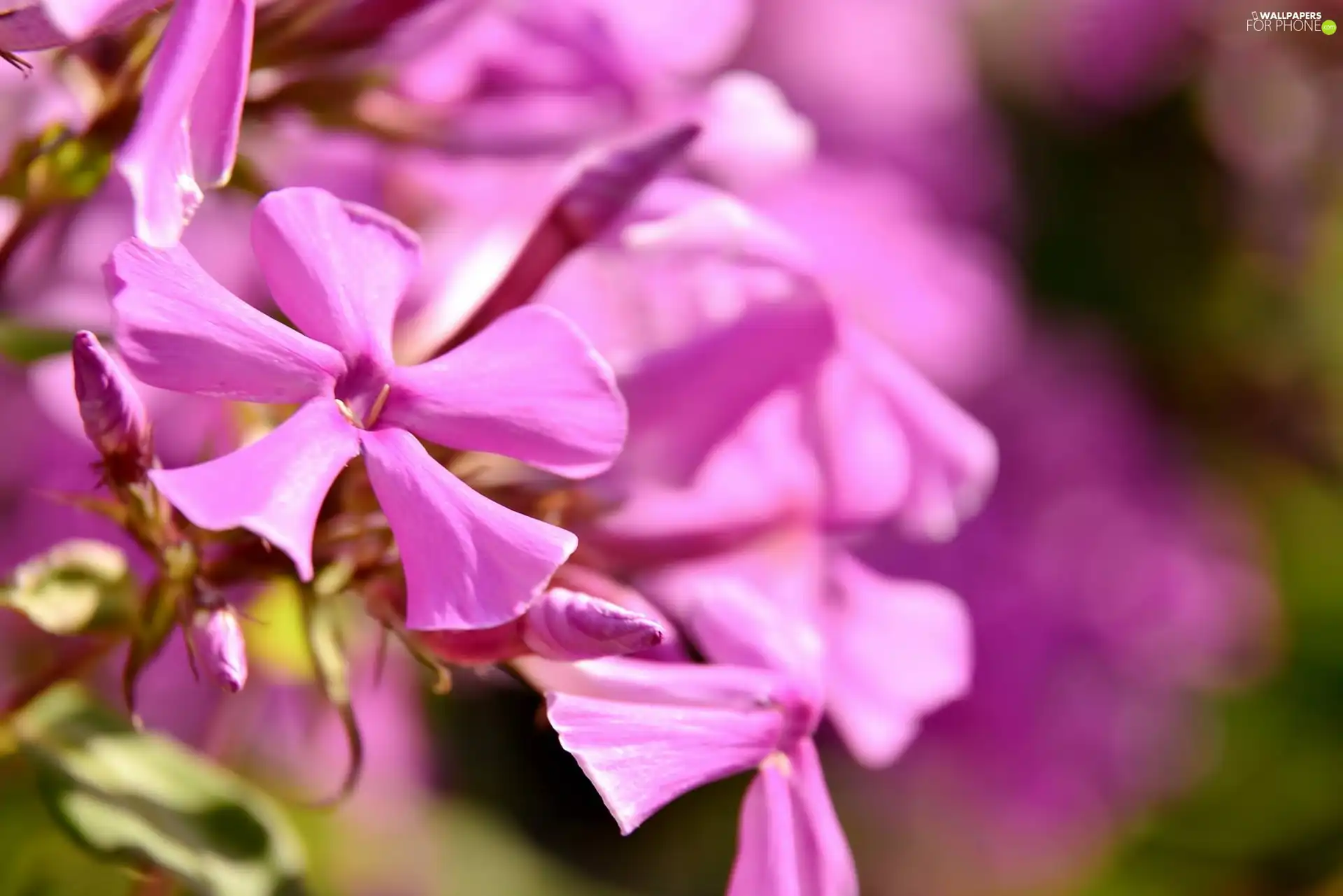 Pink, Colourfull Flowers