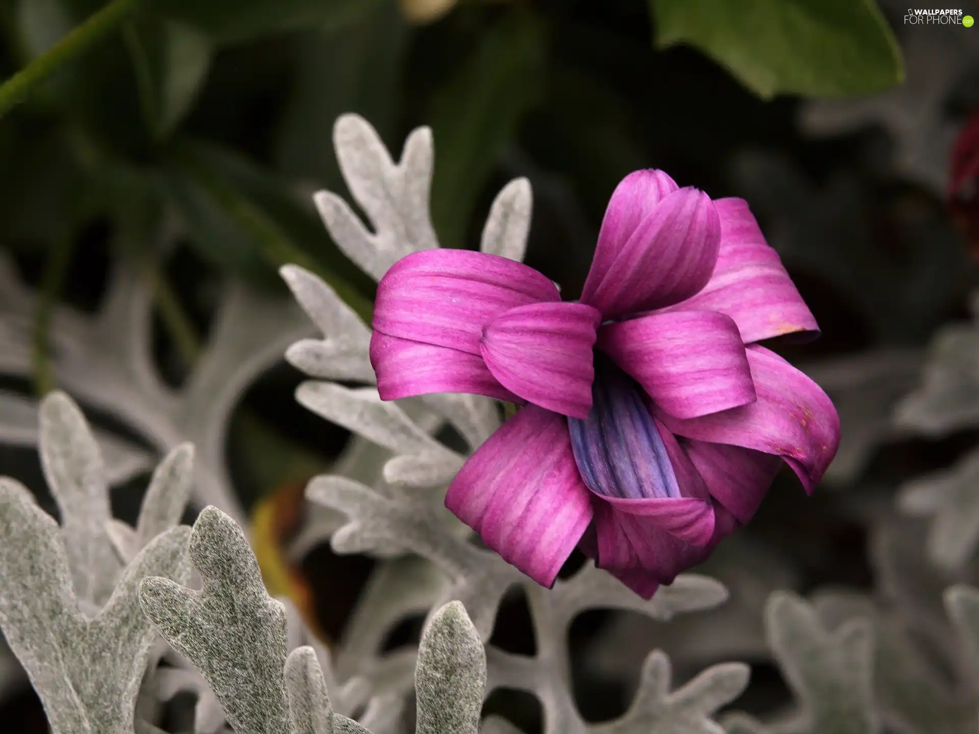 Pink, Colourfull Flowers