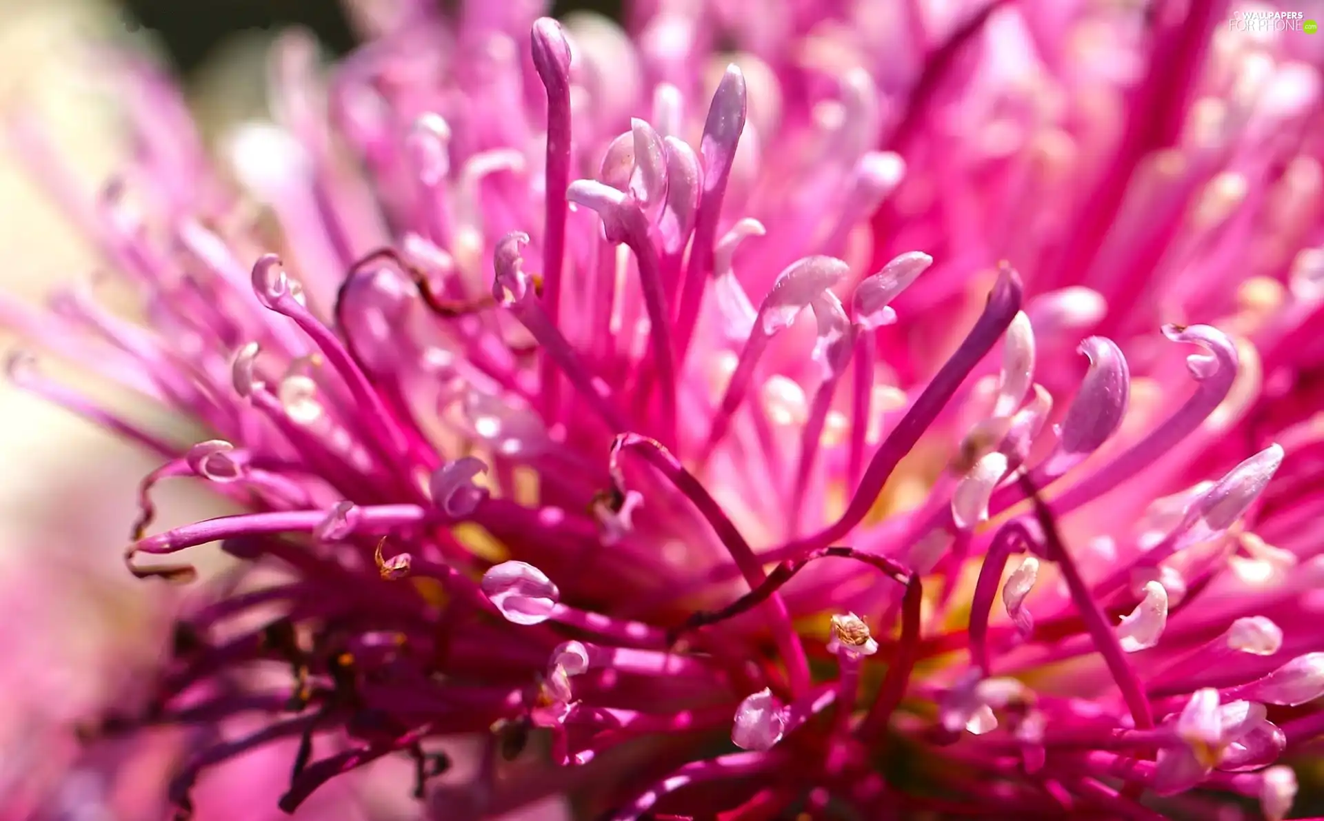 Pink, Colourfull Flowers