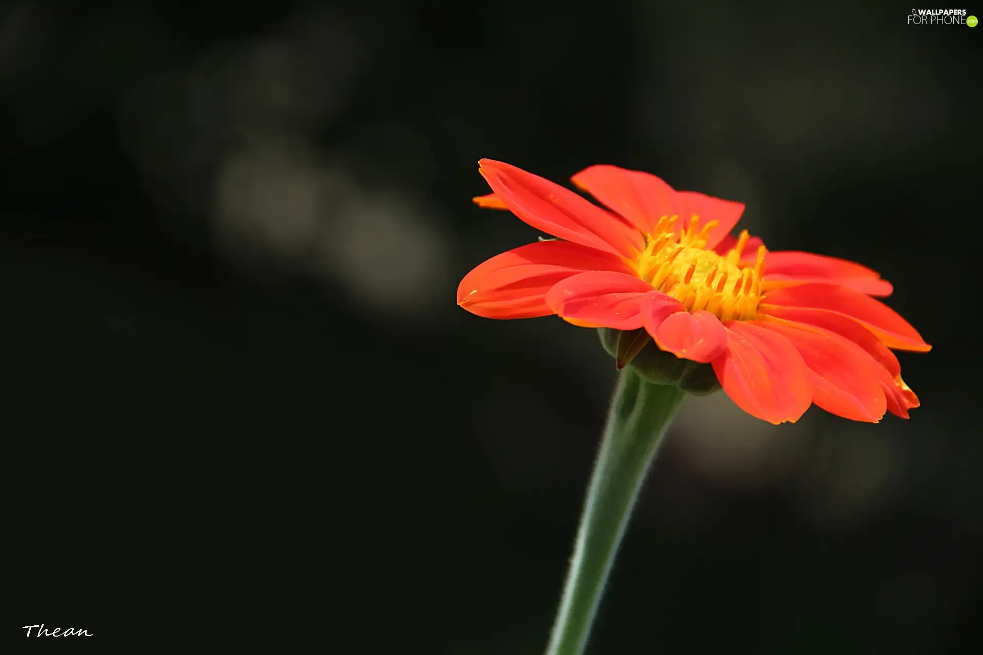 Red, Colourfull Flowers