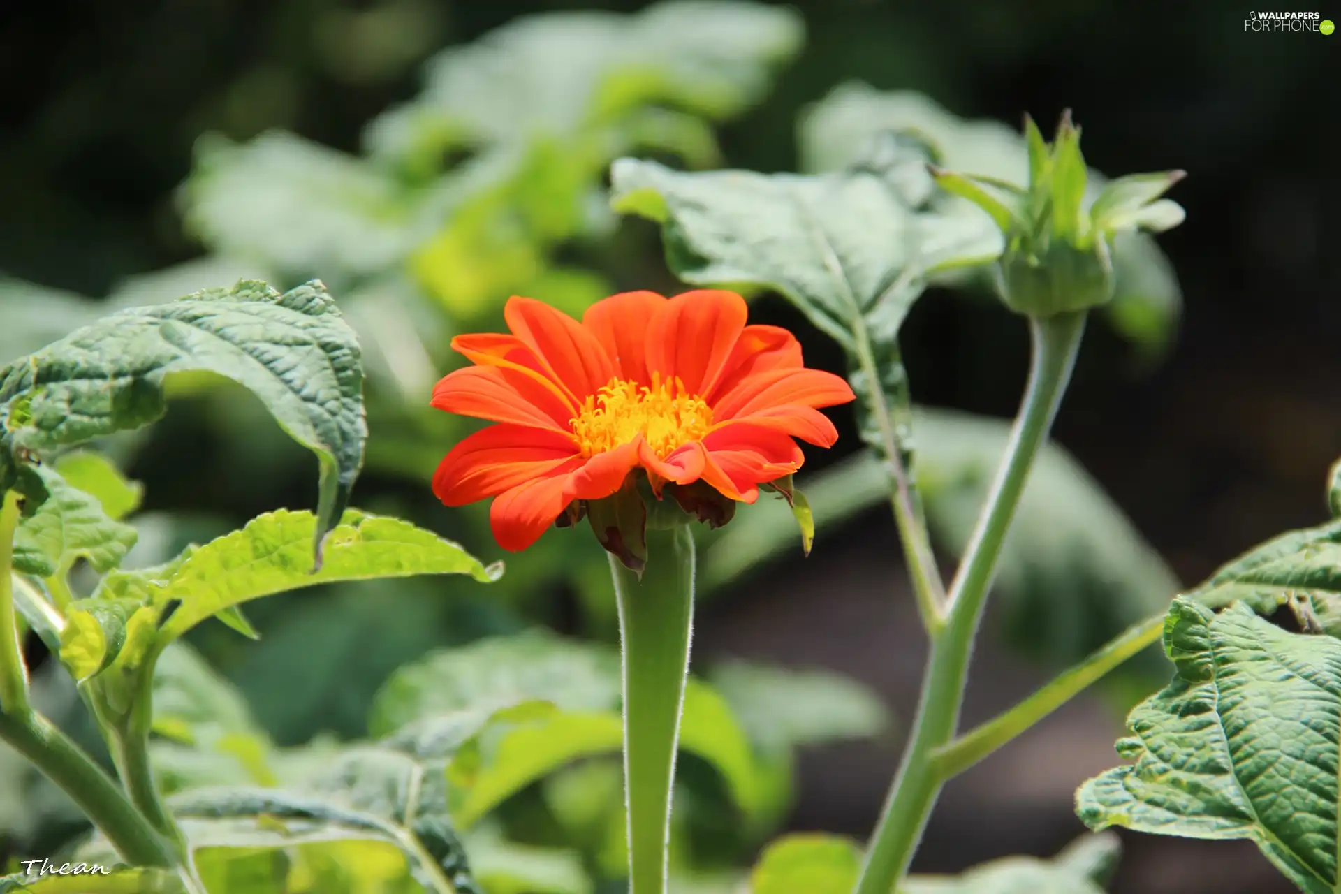 Red, Colourfull Flowers