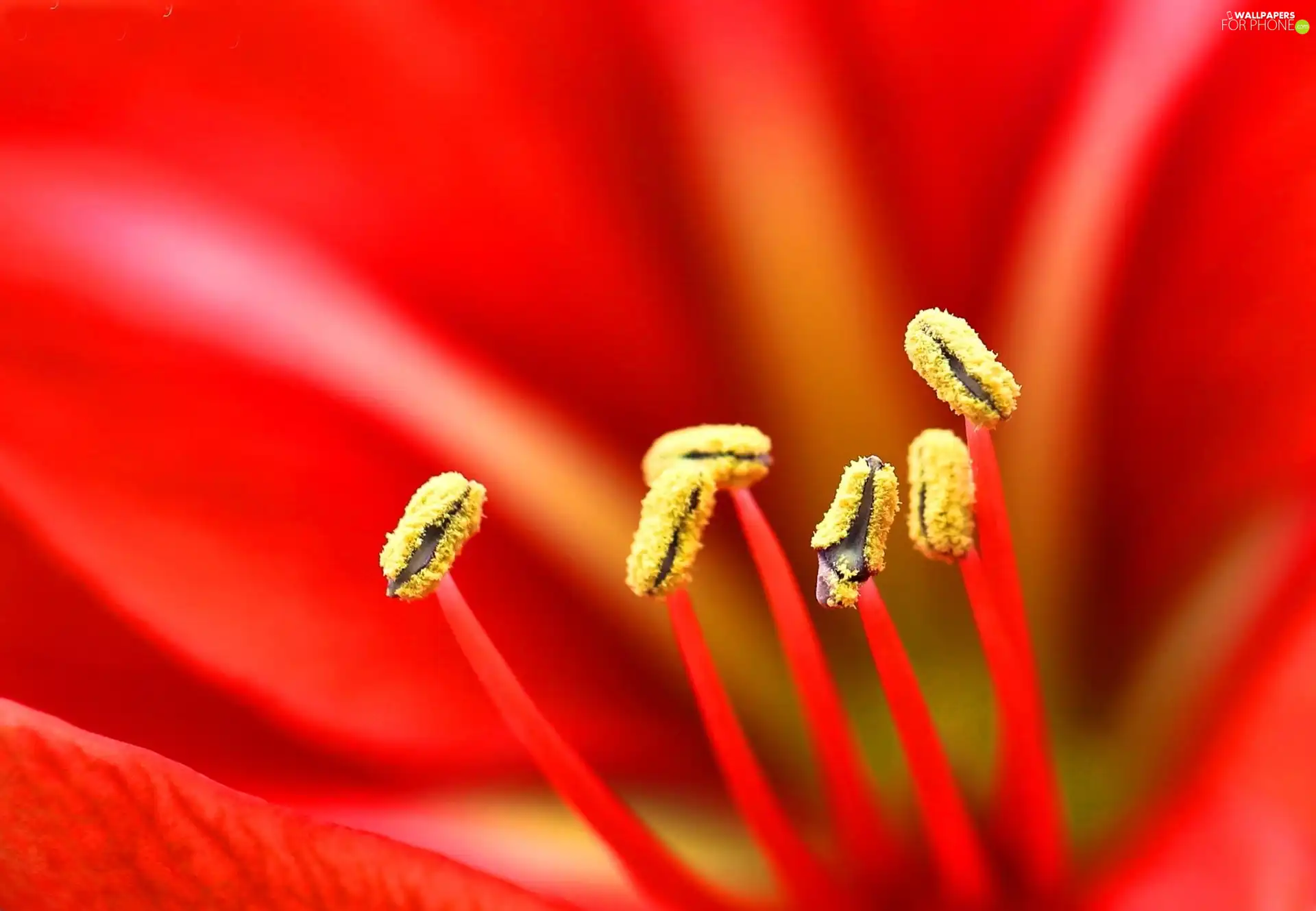 Red, Colourfull Flowers