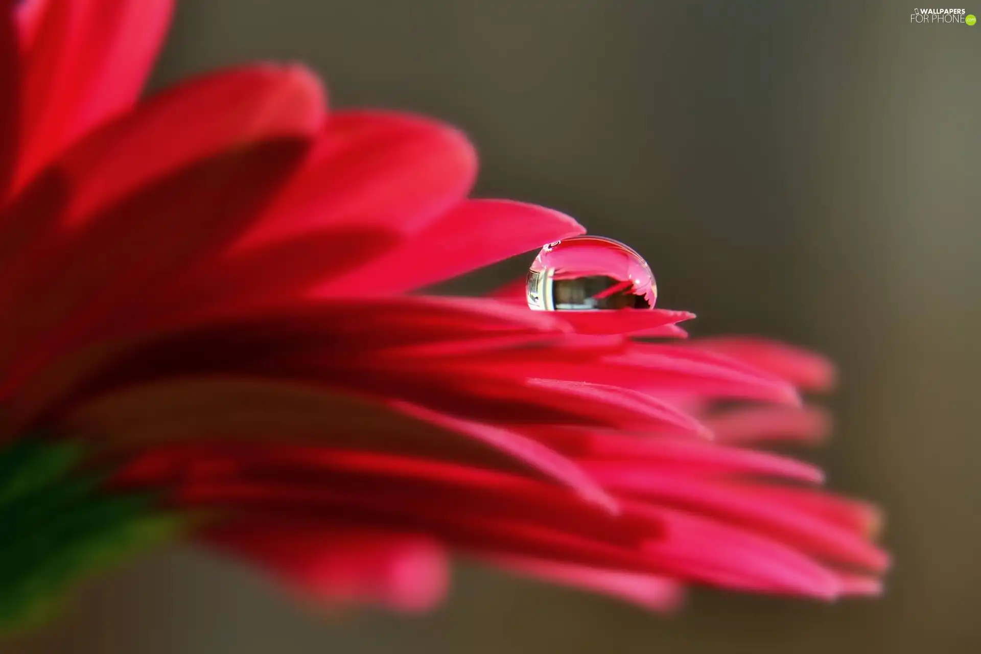 Red, Colourfull Flowers