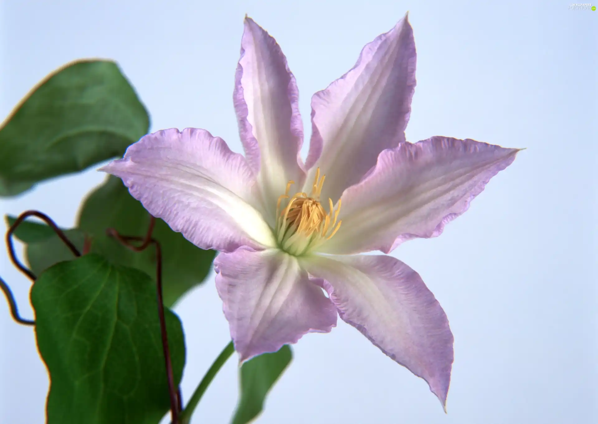 Violet, Colourfull Flowers