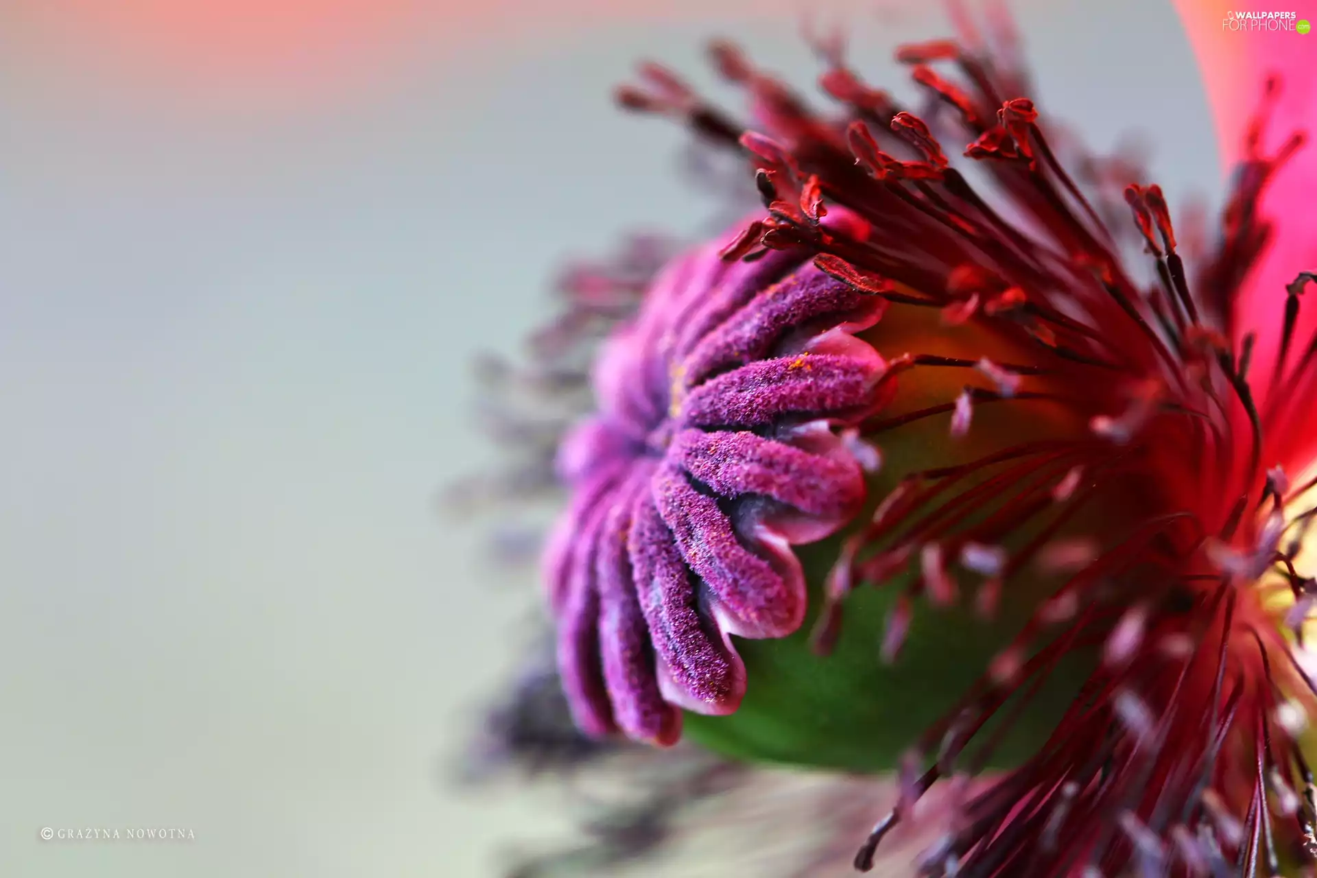 red weed, Colourfull Flowers, poppy-head, Red