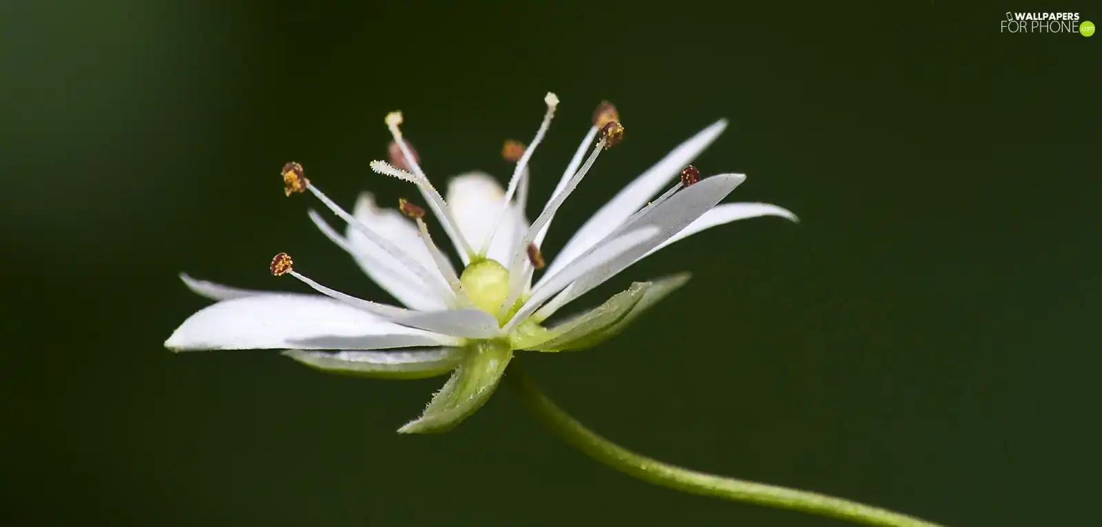 White, Colourfull Flowers