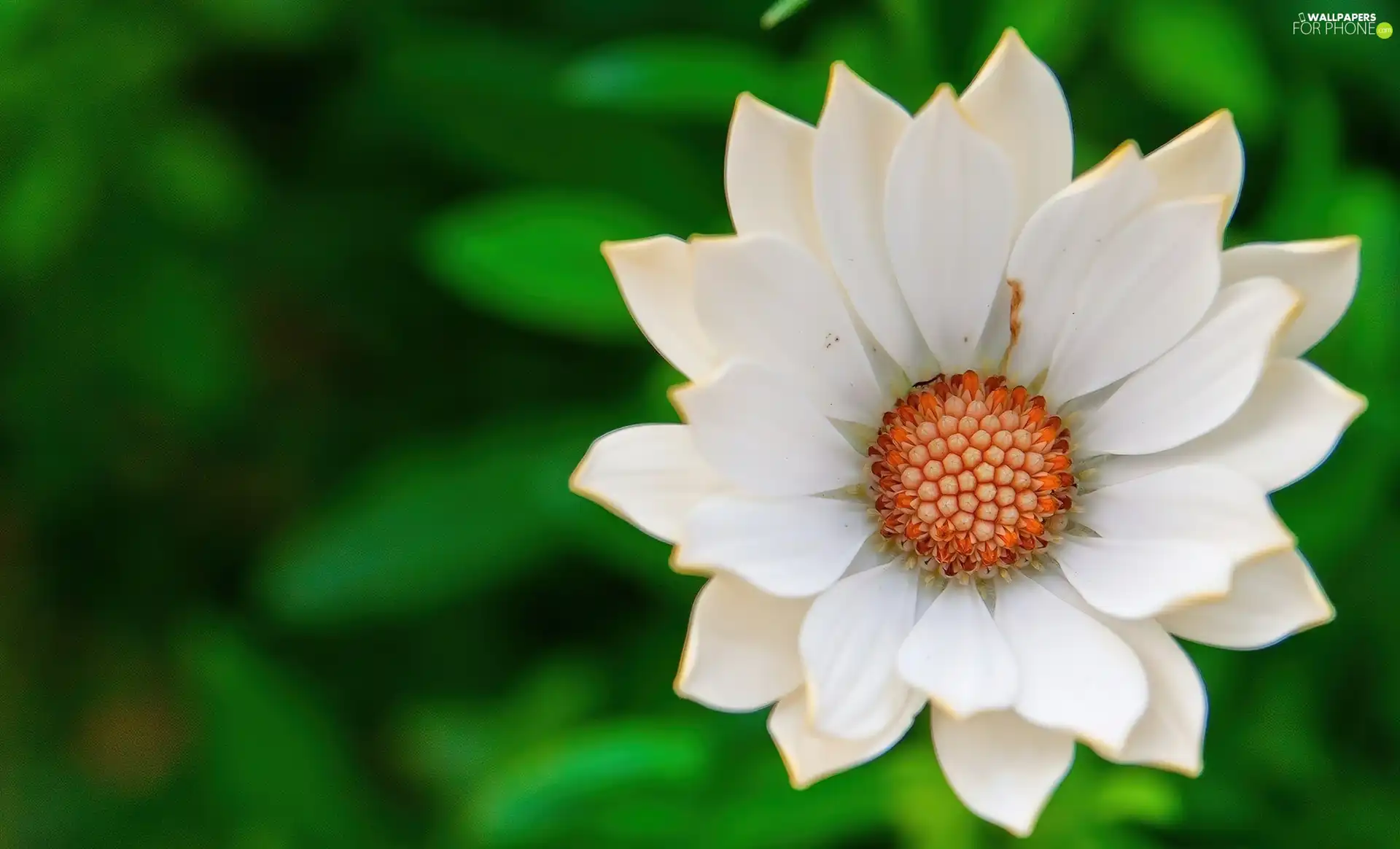 White, Colourfull Flowers