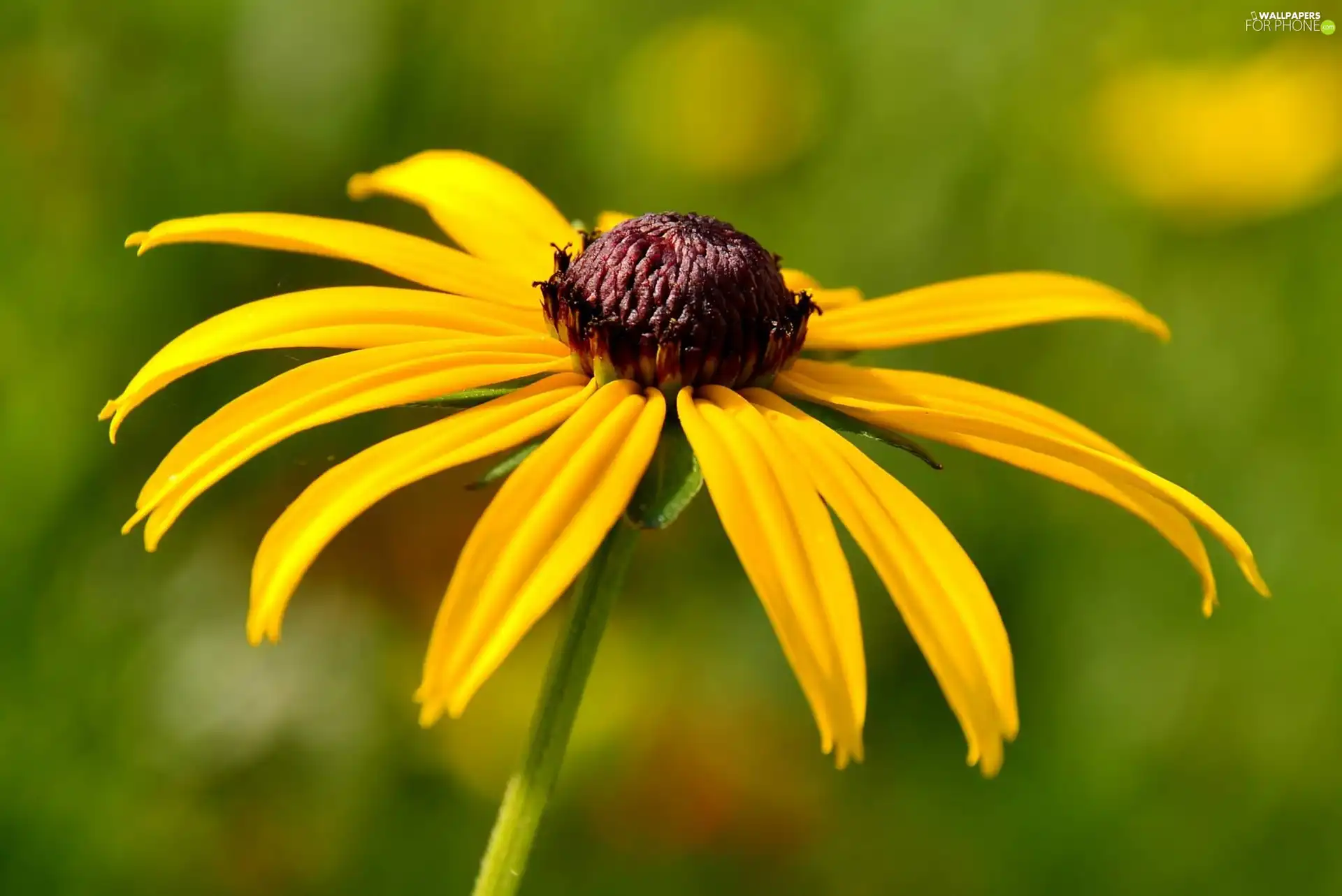 Yellow, Colourfull Flowers