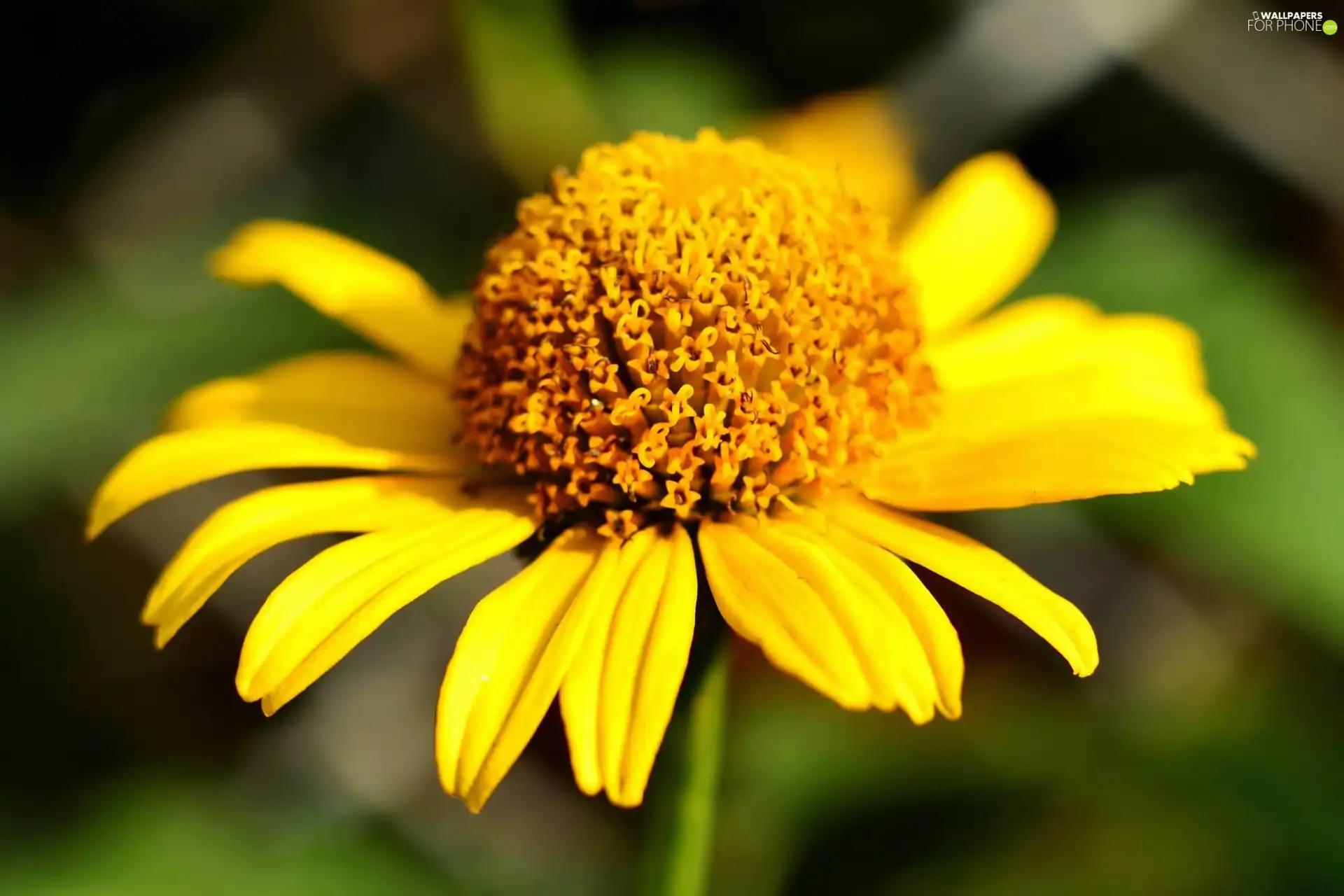 Yellow, Colourfull Flowers