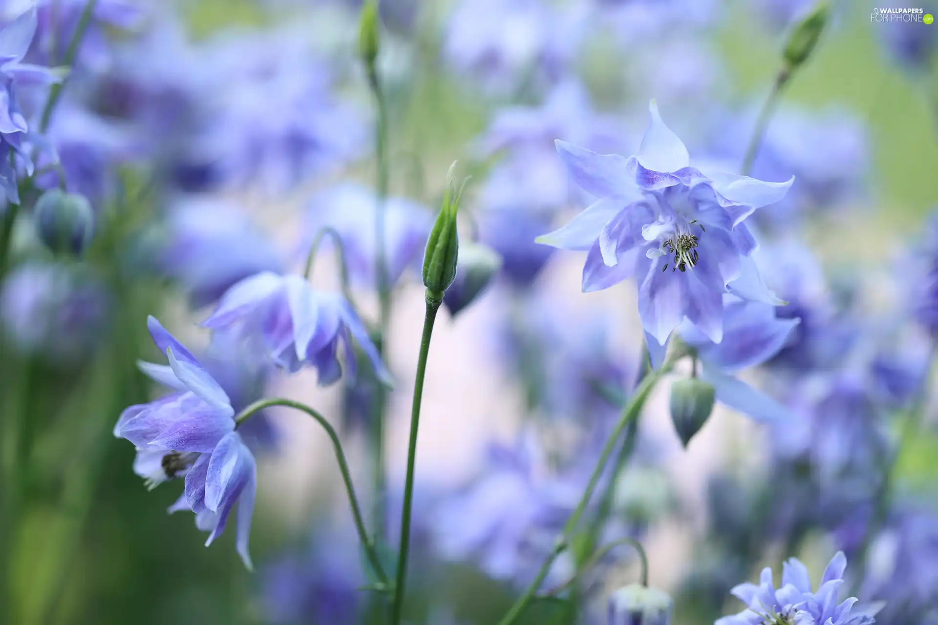 Flowers, Blue, Columbines