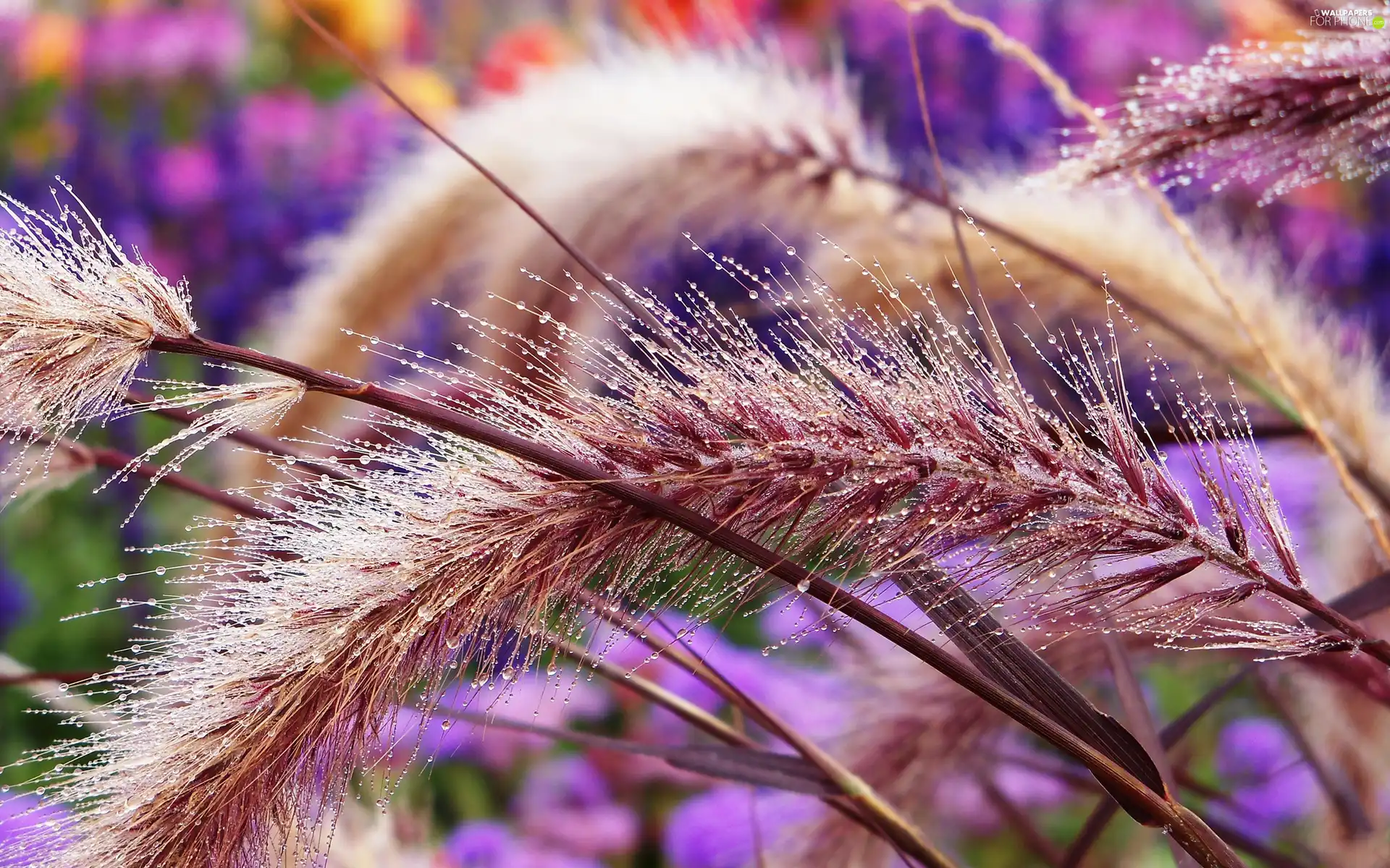 corn, Flowers