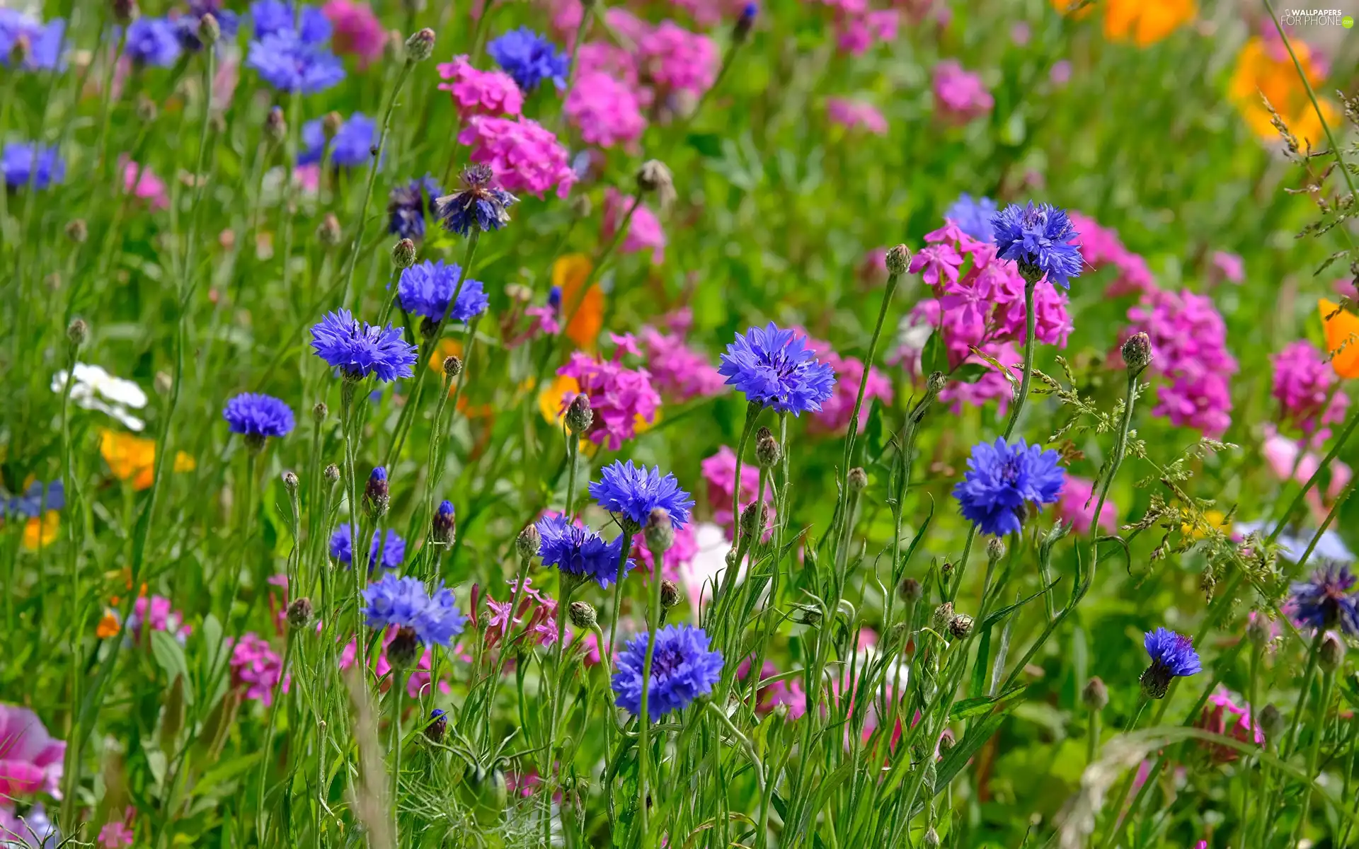 Flowers, Meadow, cornflowers