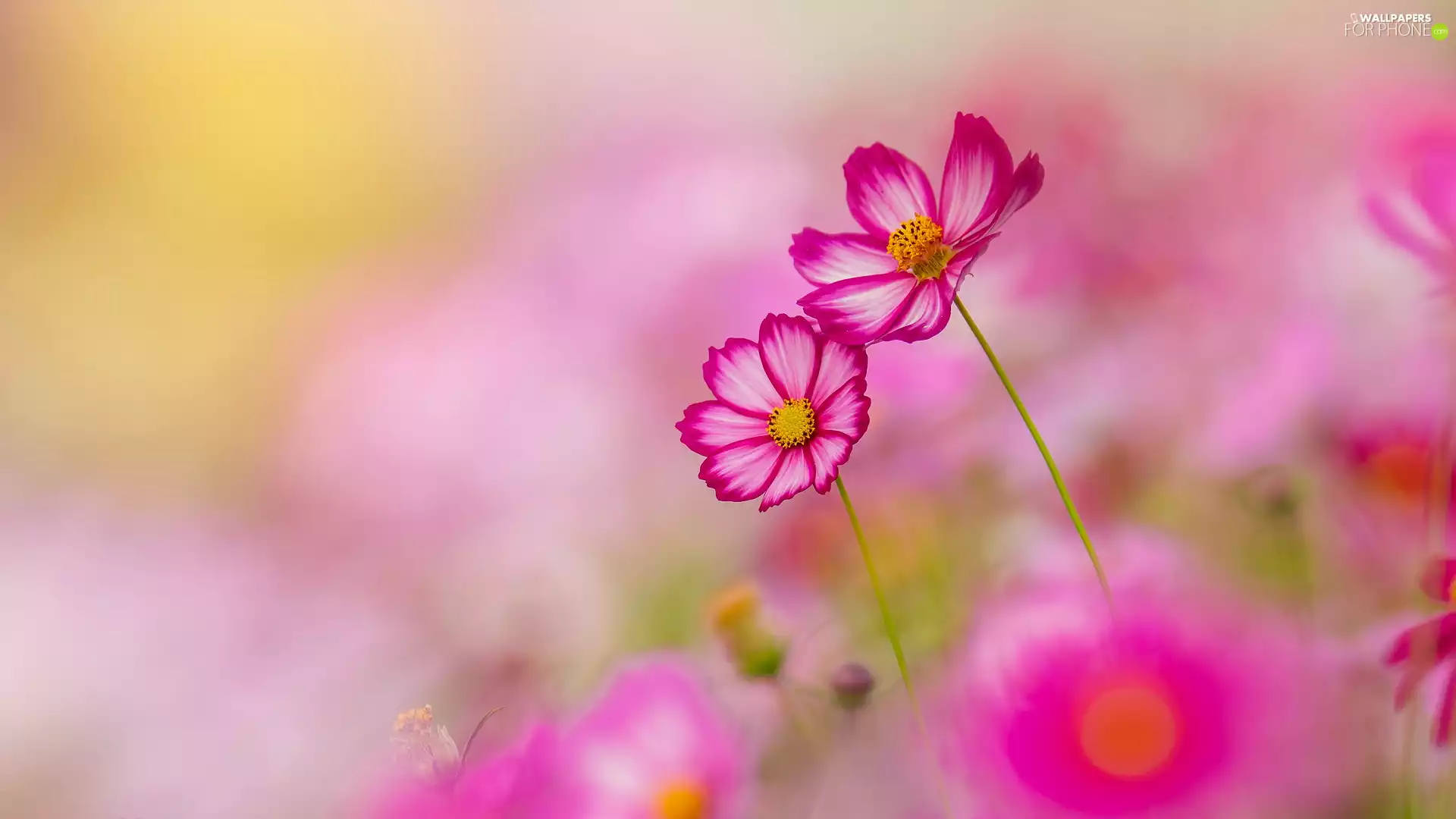 Cosmos, Two cars, Flowers