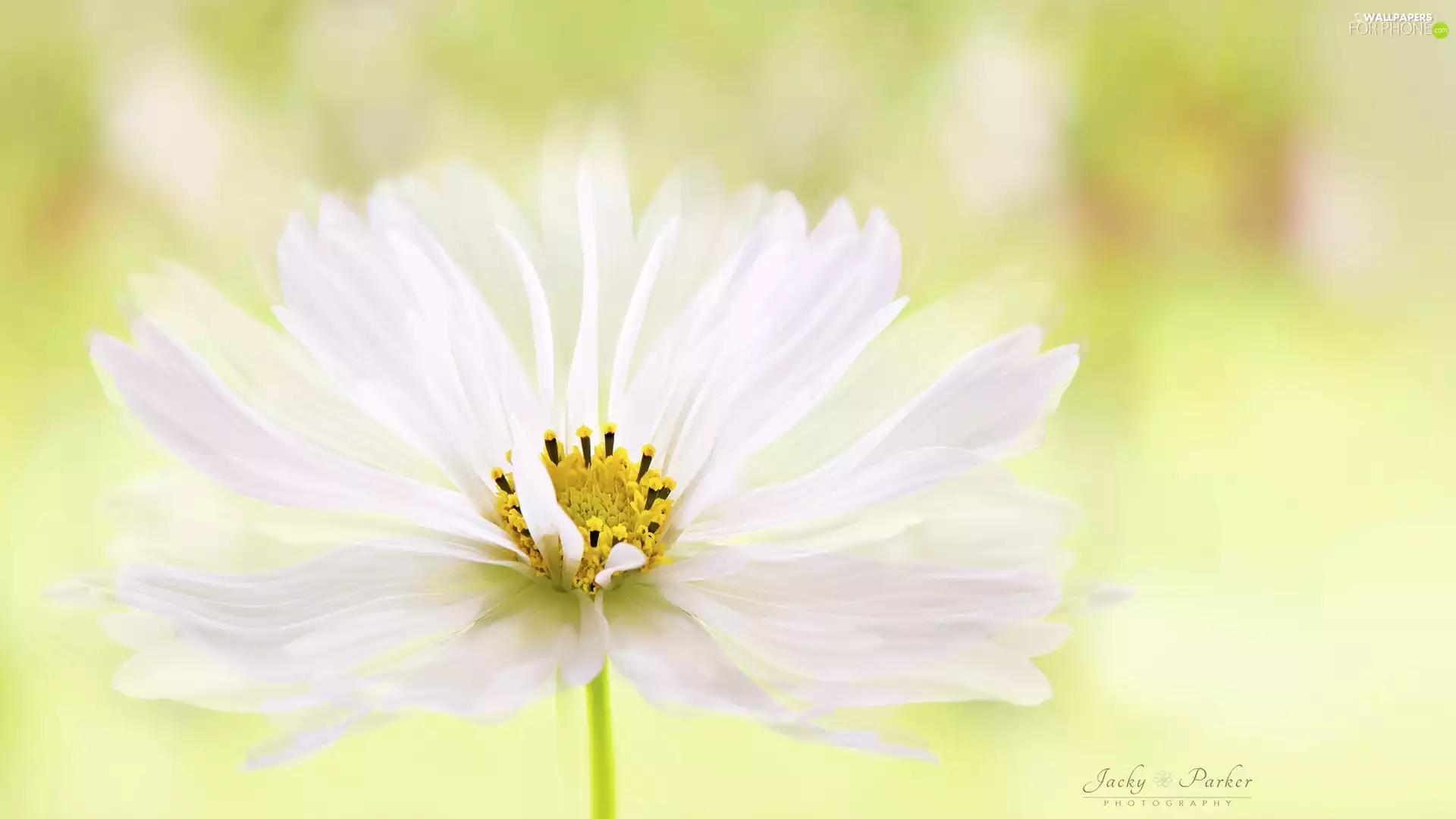 Colourfull Flowers, Cosmos, Close, White
