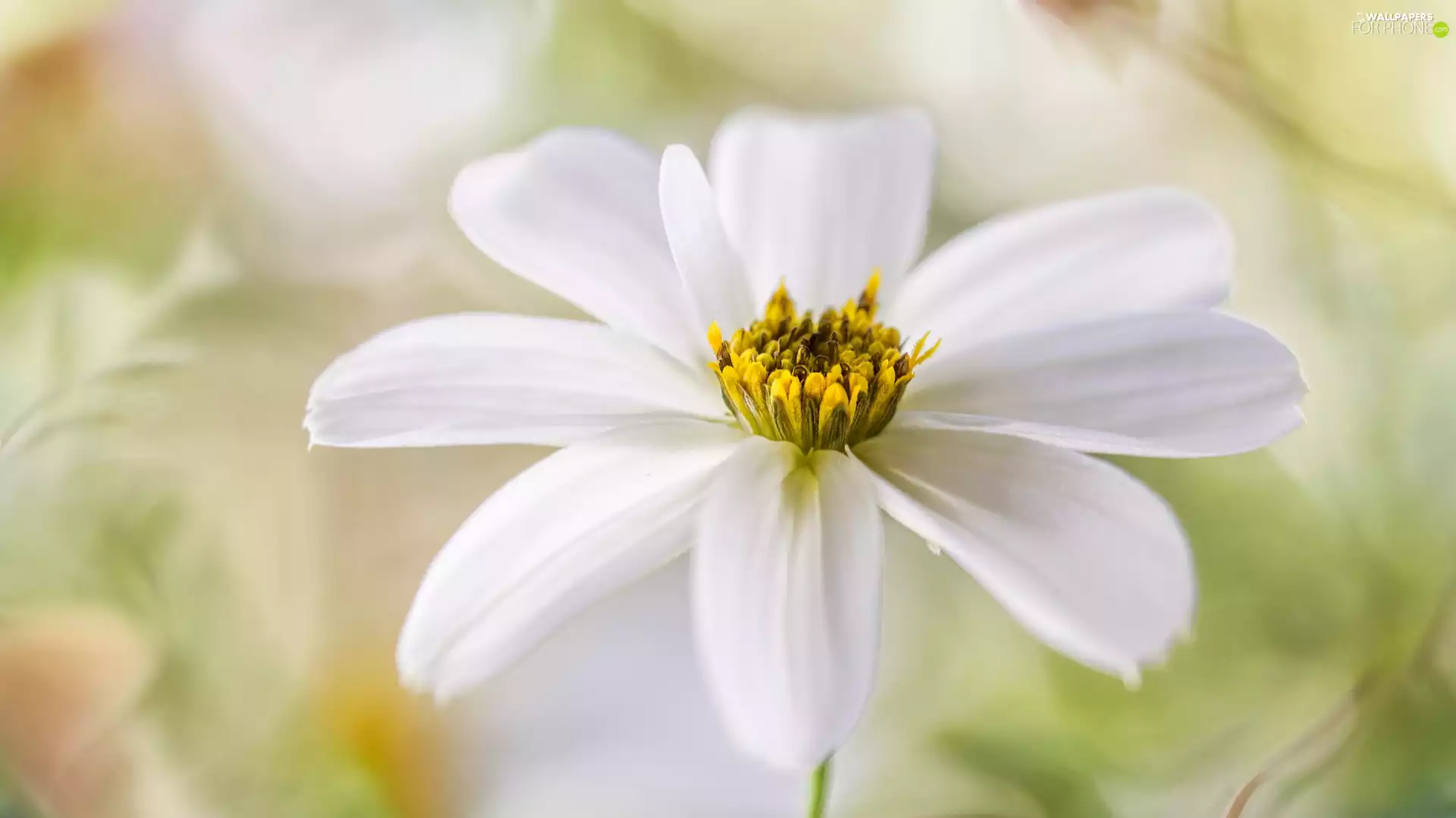 Colourfull Flowers, Cosmos, Close, White