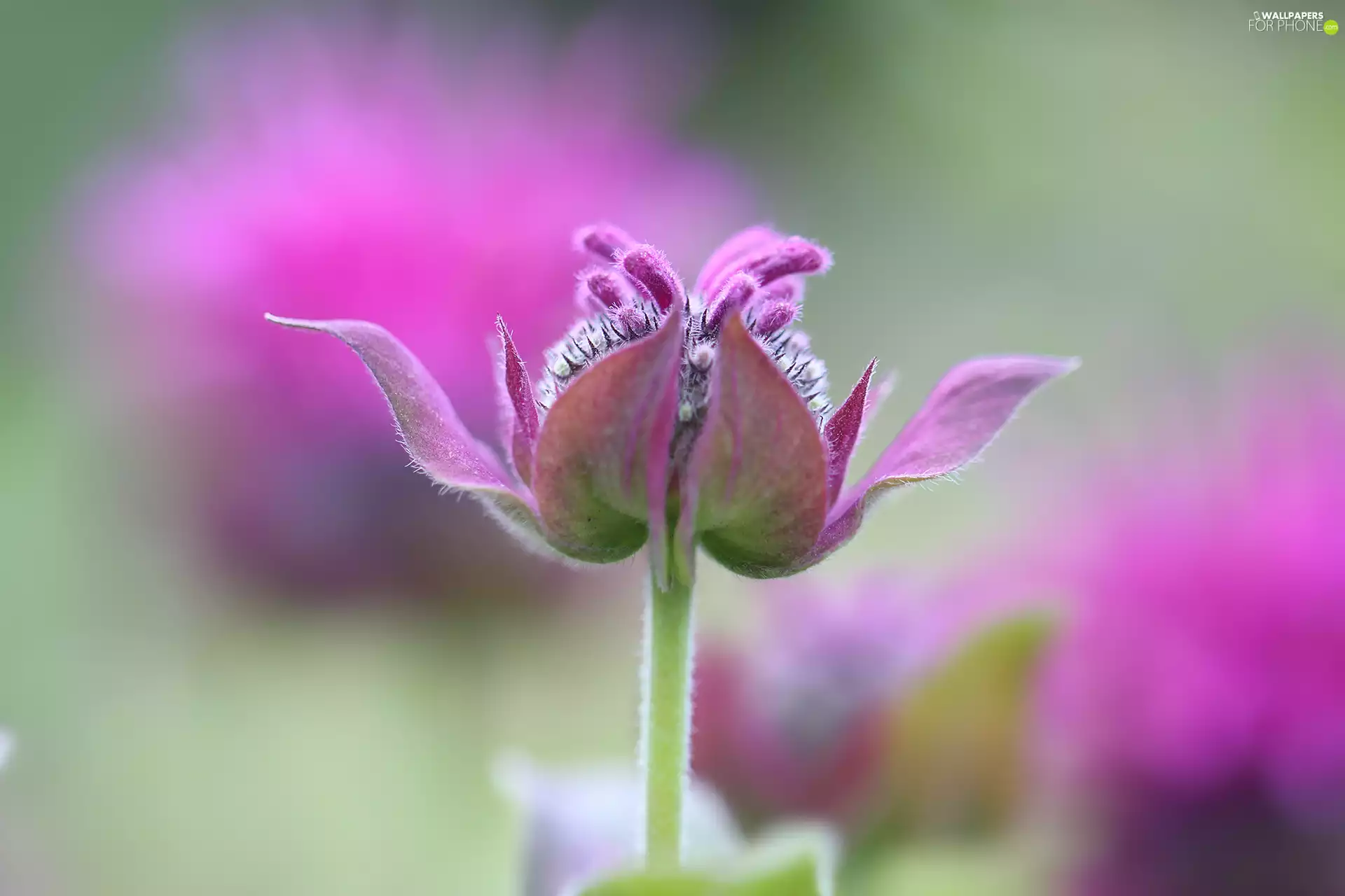 Colourfull Flowers, Crimson Beebalm, Pink