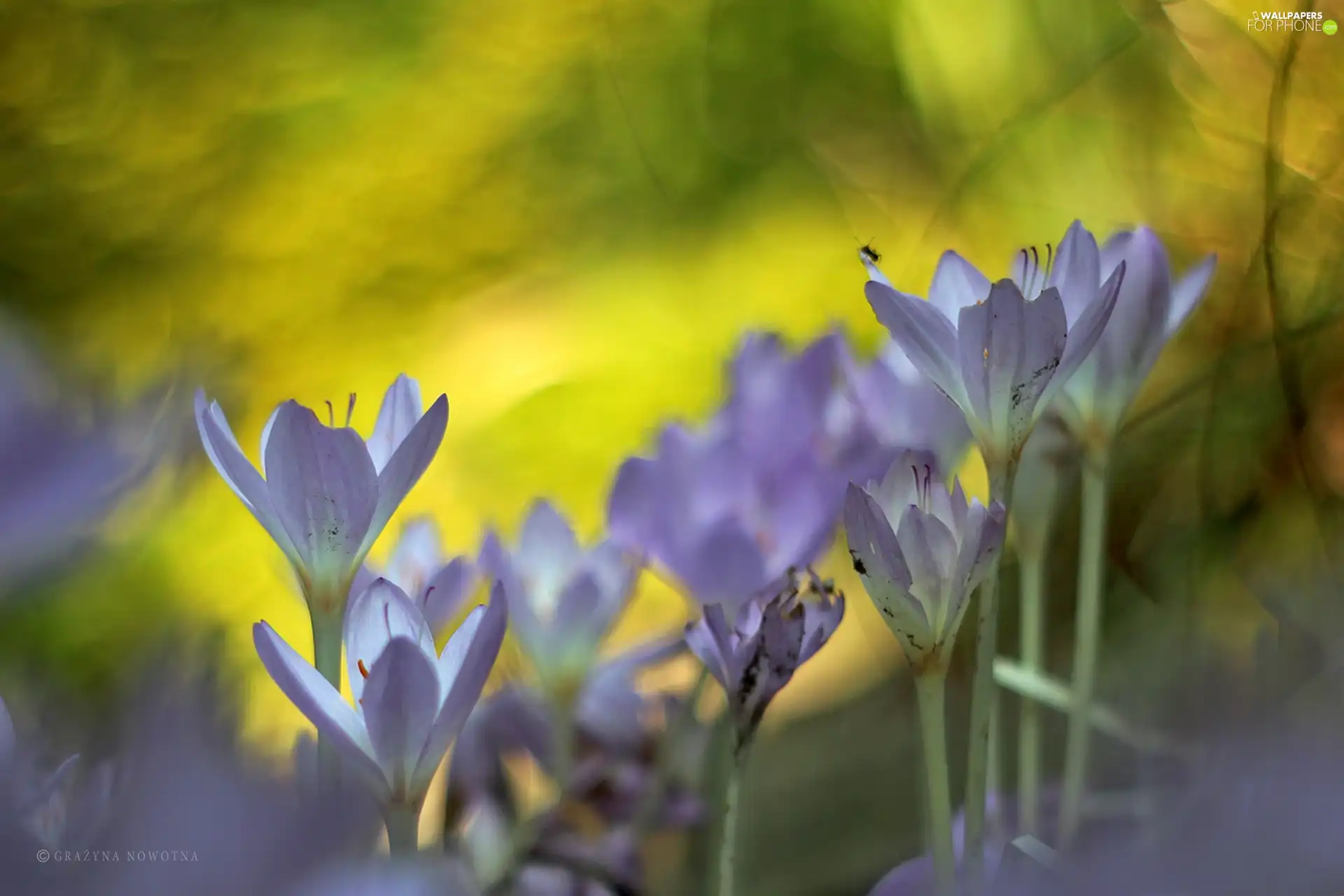 Flowers, lilac, crocuses
