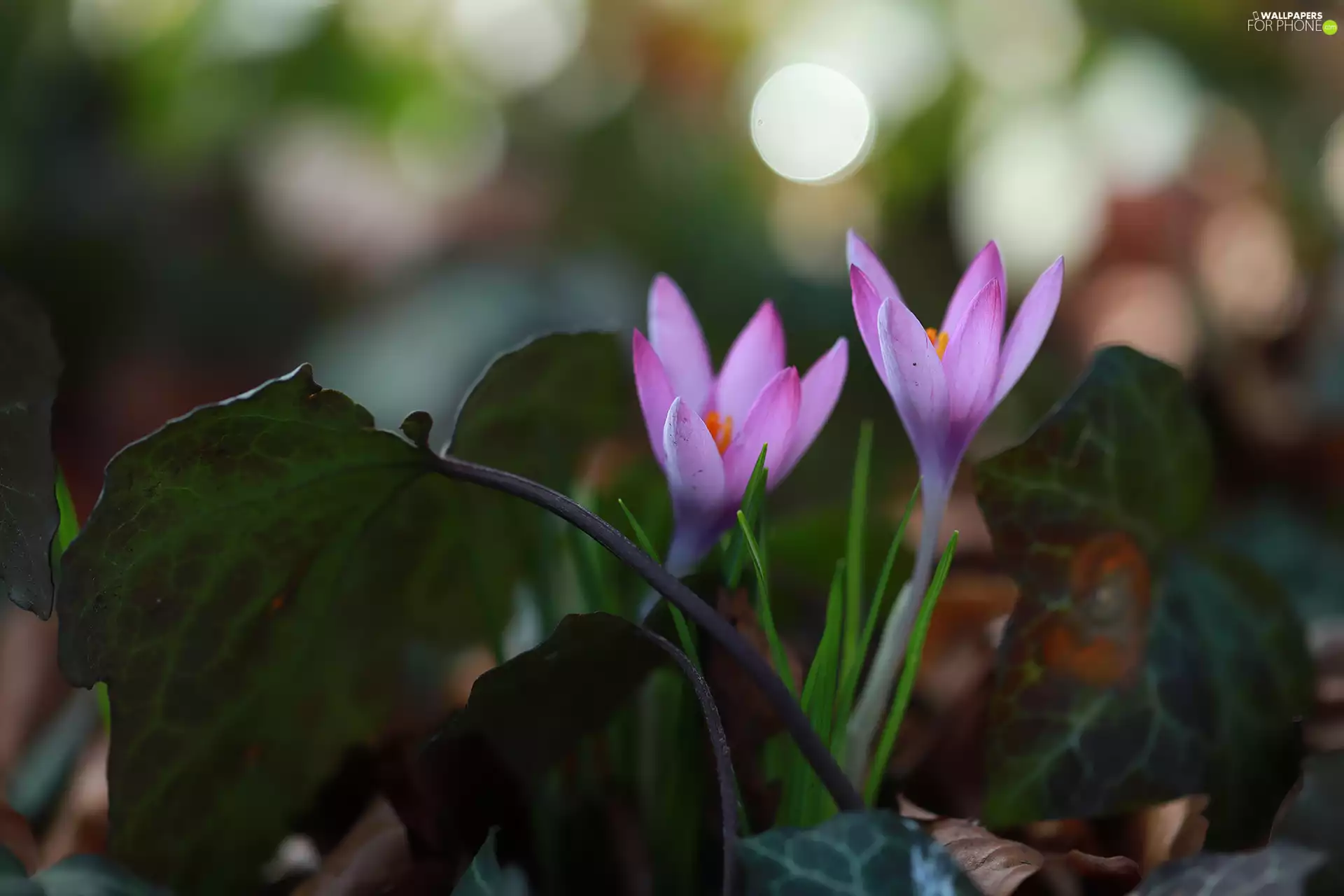 Flowers, Pink, crocuses