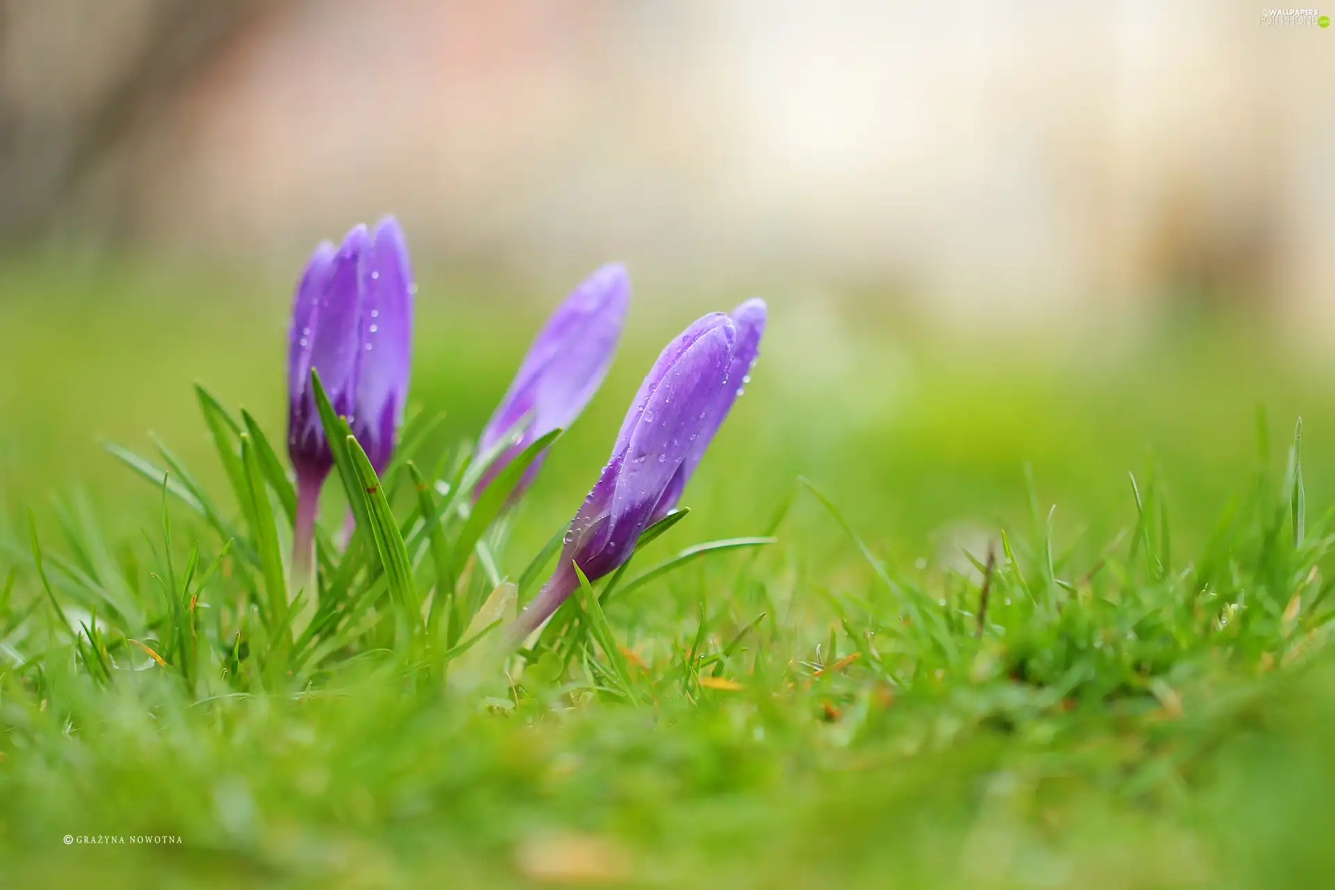 Flowers, purple, crocuses