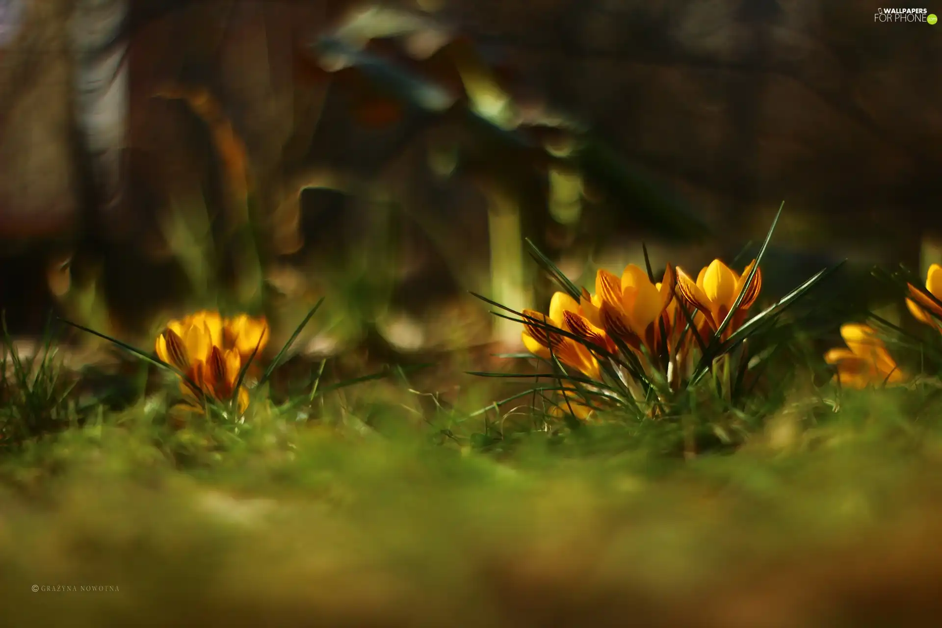 Flowers, Yellow, crocuses