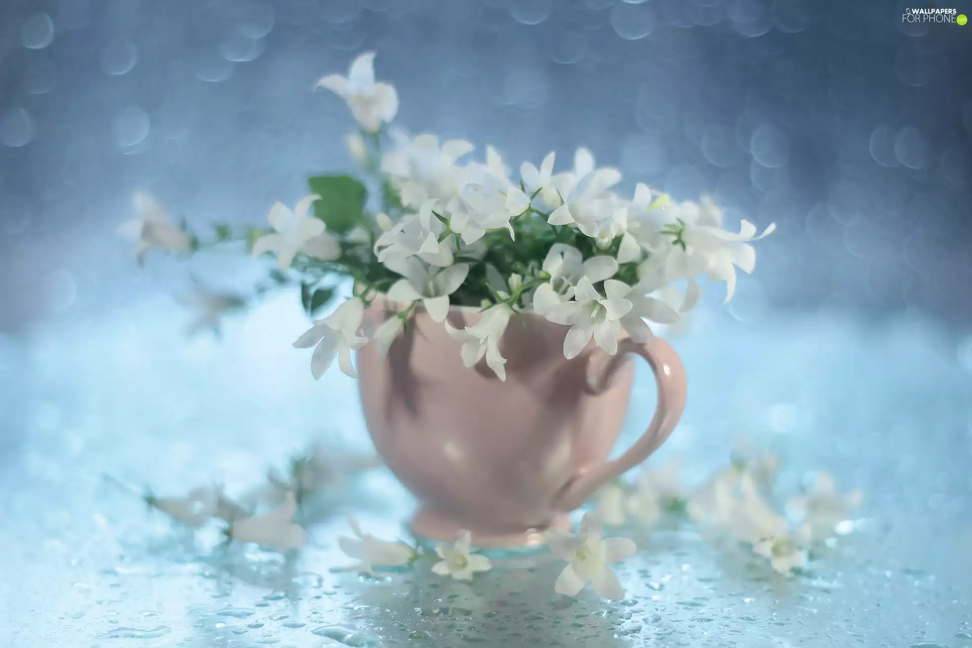 Campanula, Pink, White, Flowers, ringtones, cup