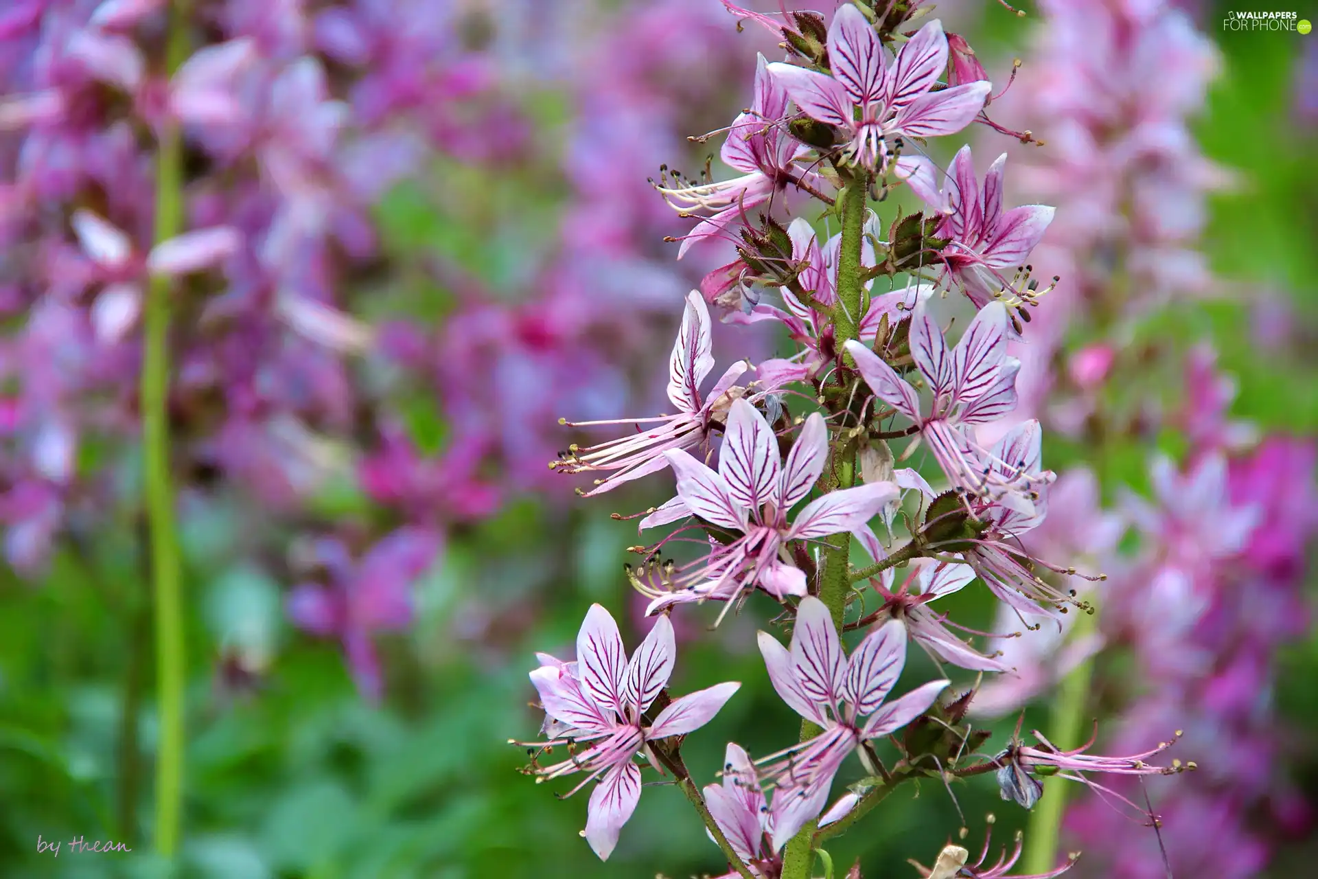 Flowers, purple, Cute