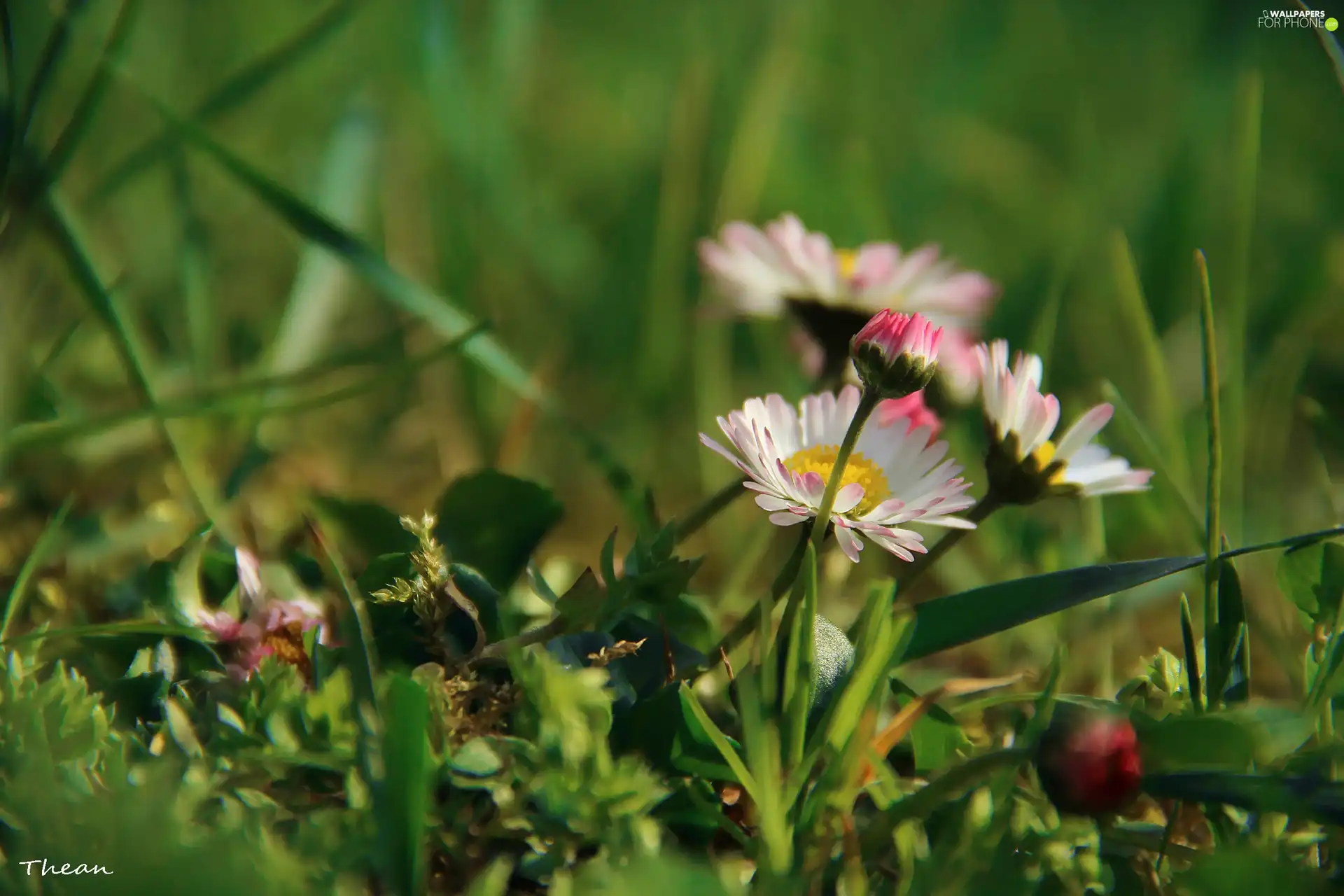 daisies, Flowers