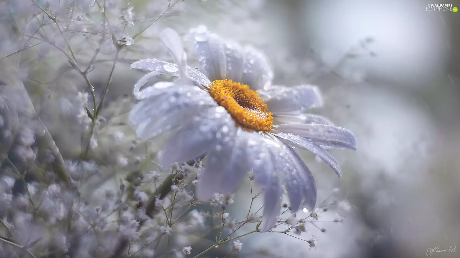 Colourfull Flowers, Daisy, Gipsówka, White